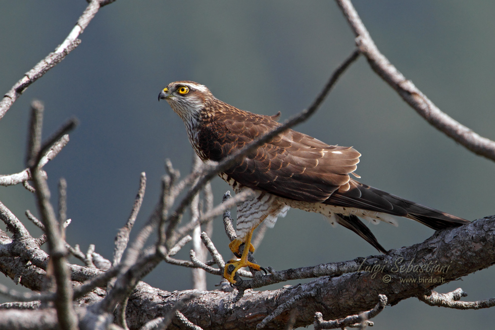 Young Sparrowhawk