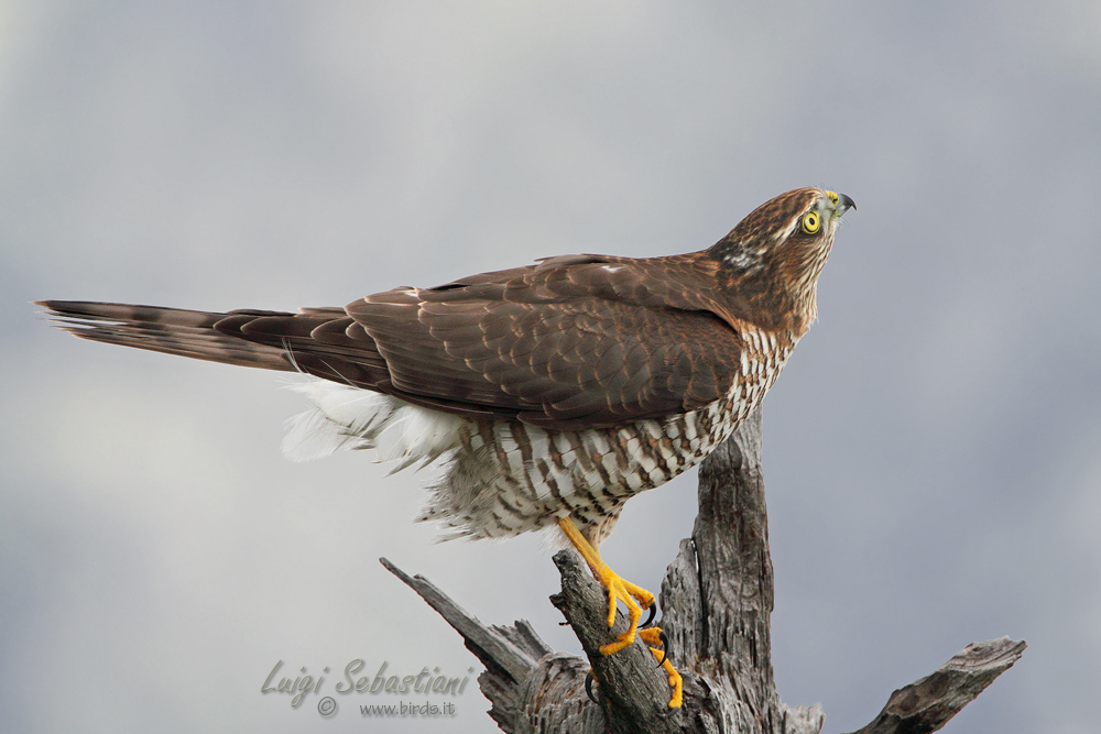 Young Sparrowhawk