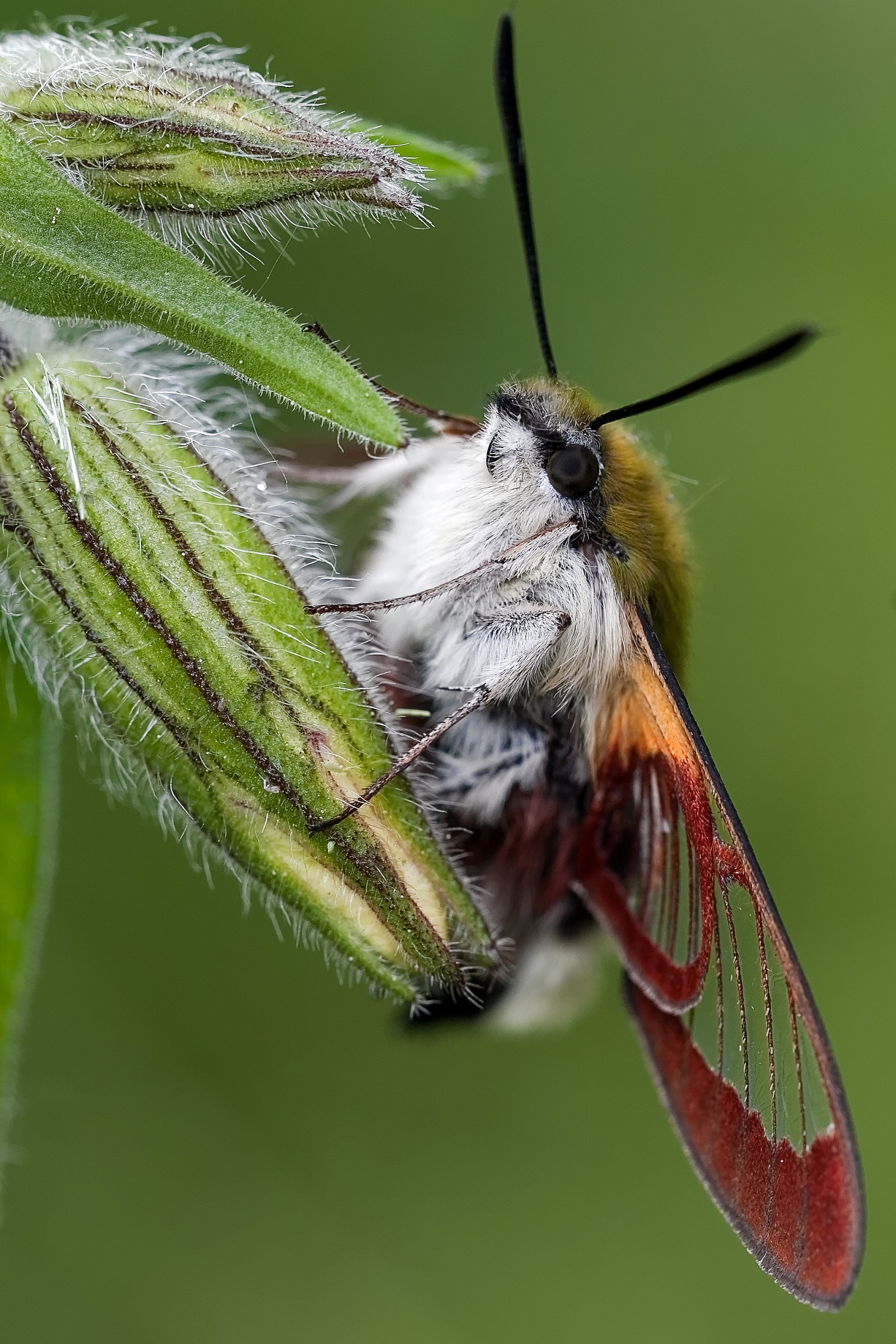 Hemaris Fuciformis (L)