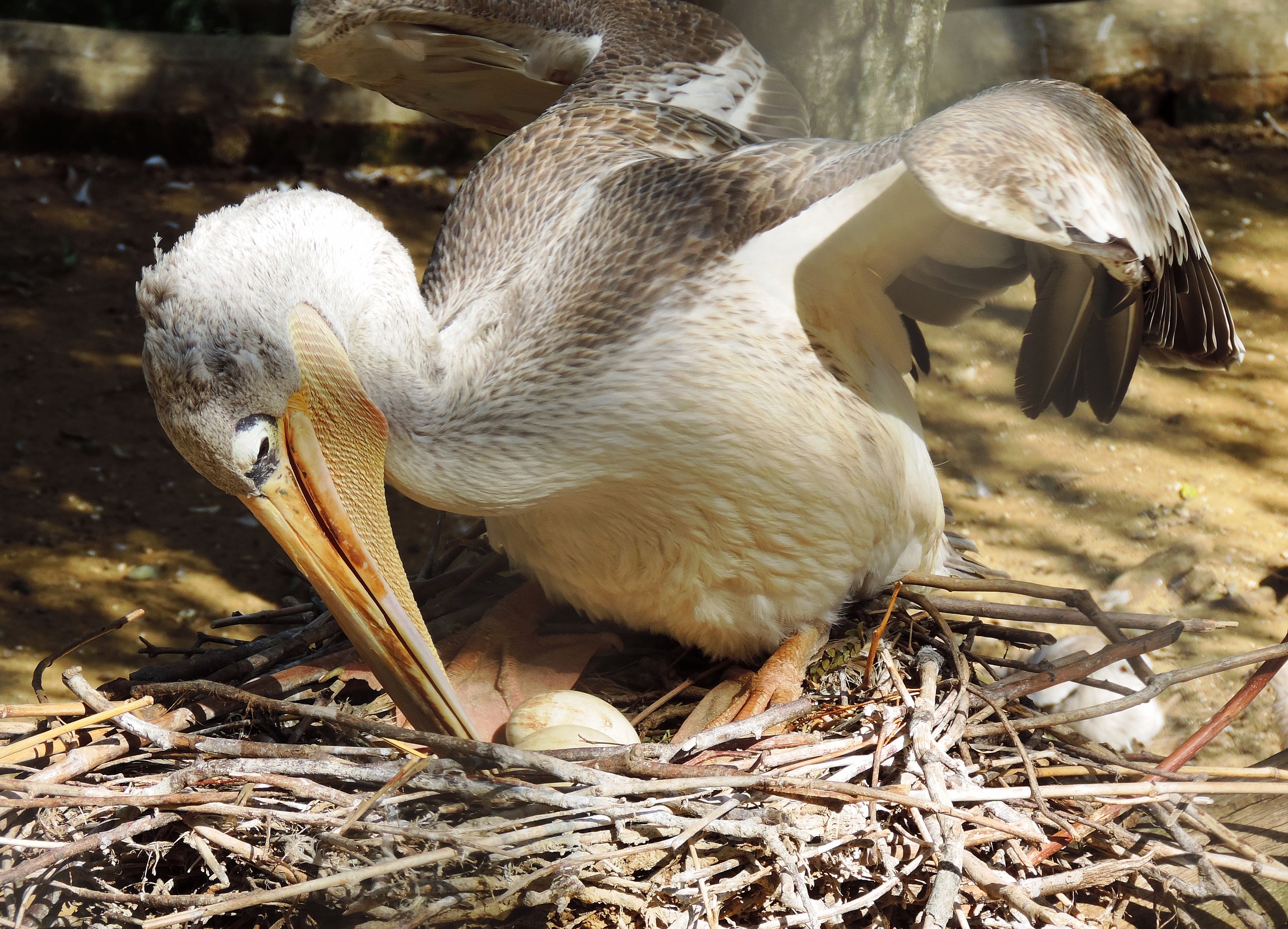 Mom pelican ...
