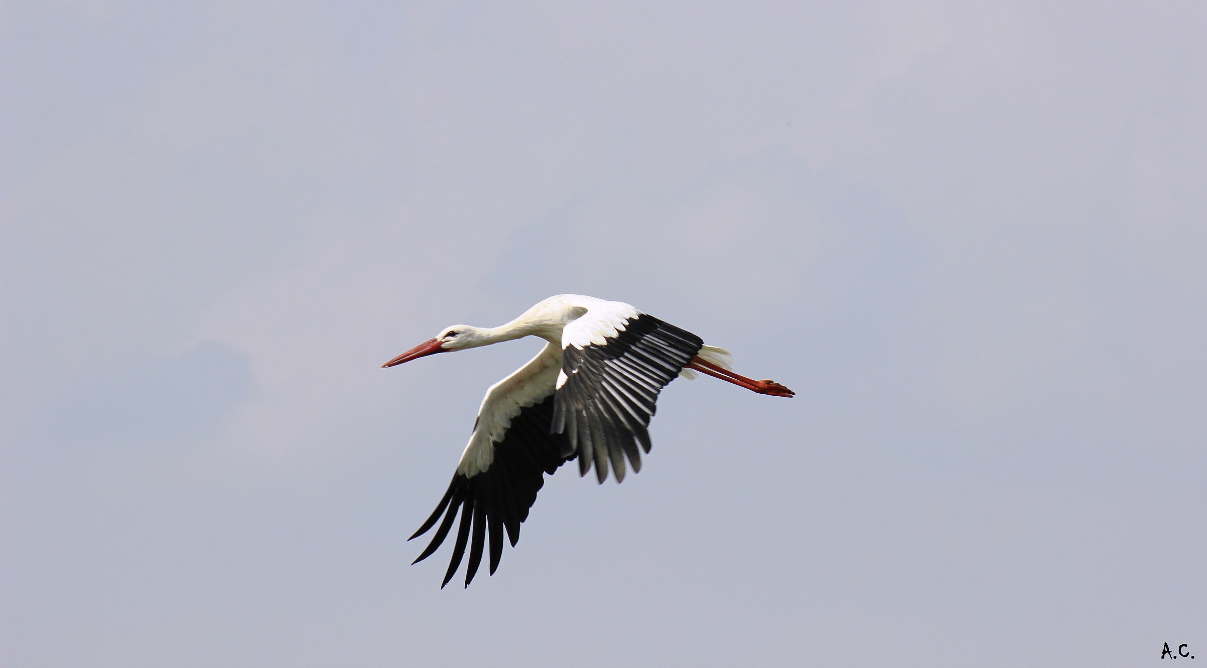 White Stork (Ciconia ciconia) - flight