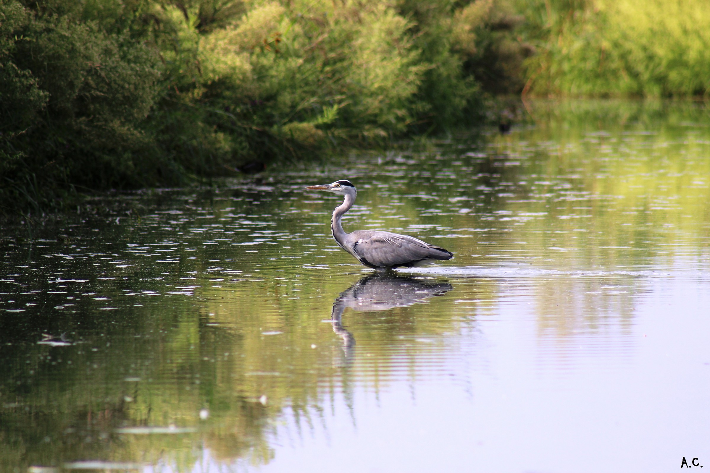 Grey Heron (Ardea cinerea)