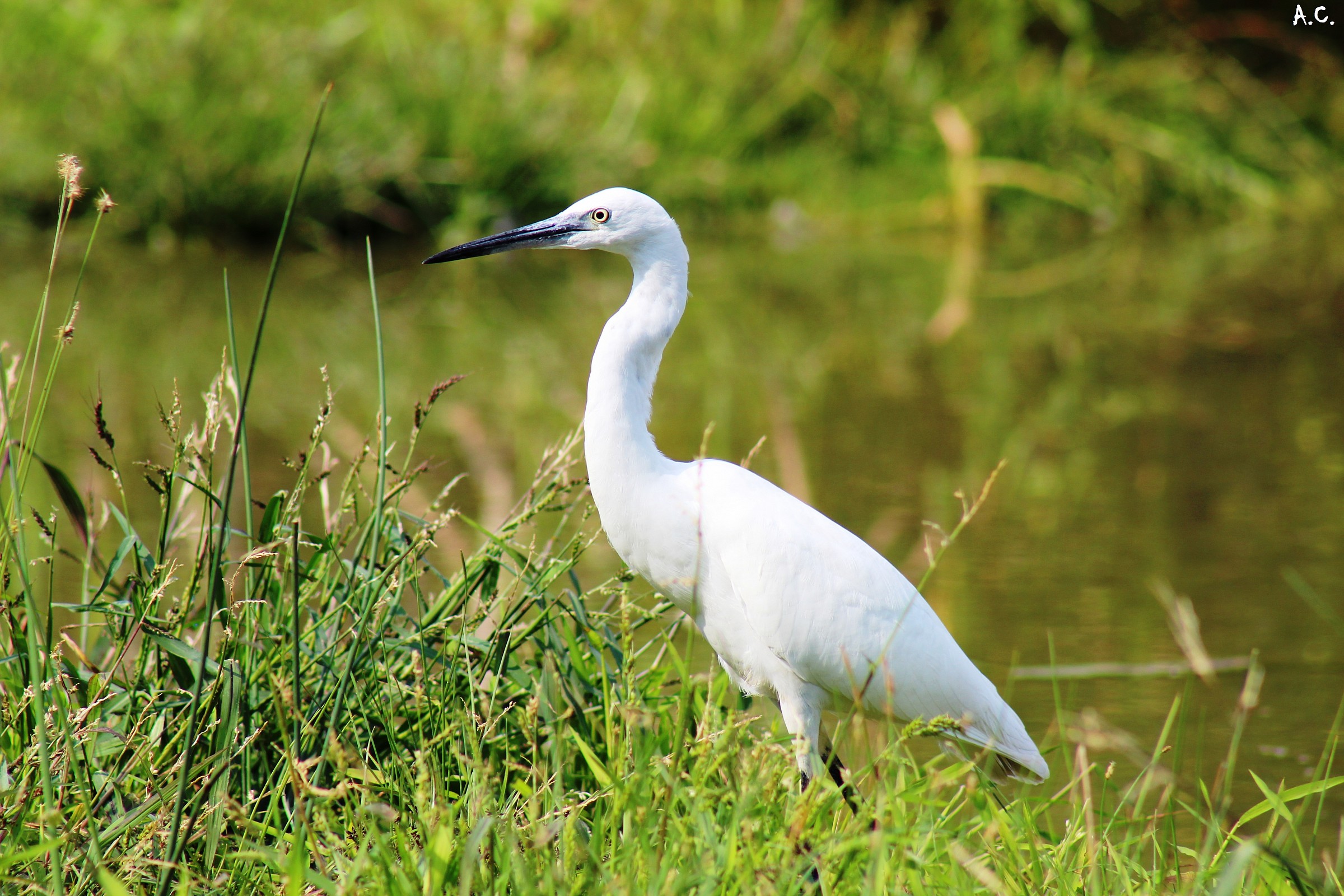 Little Egret (Egretta Egret)