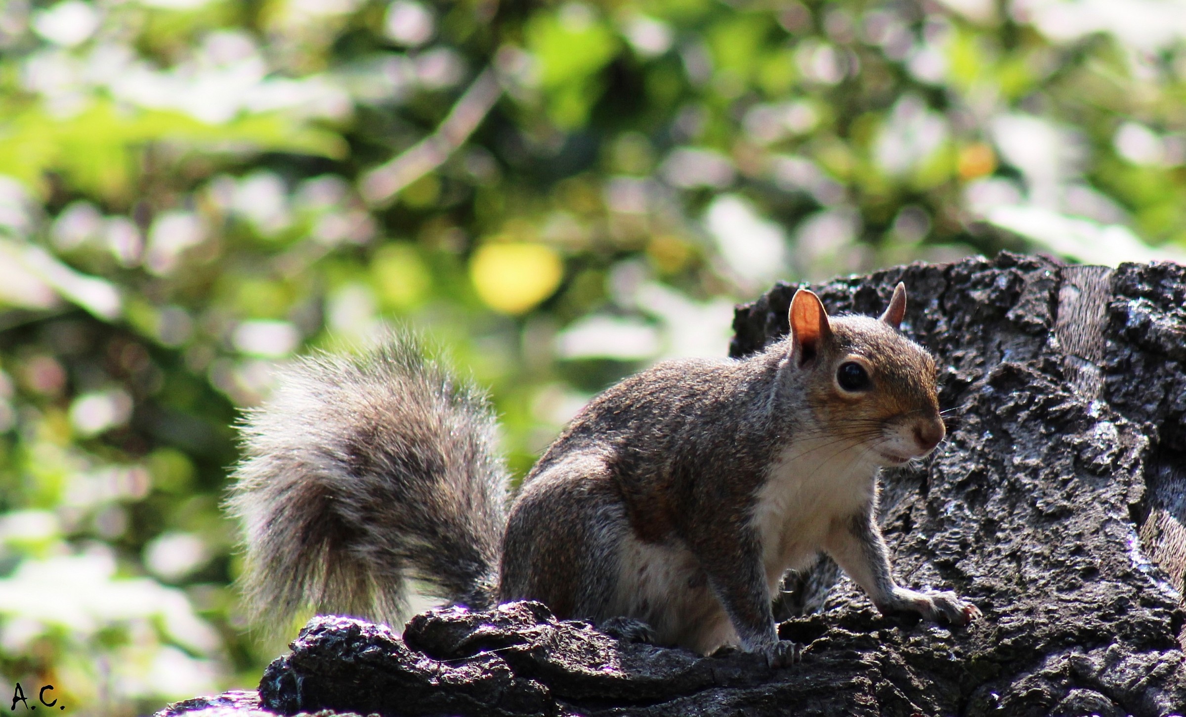 Gray Squirrel (Sciurus griseus)