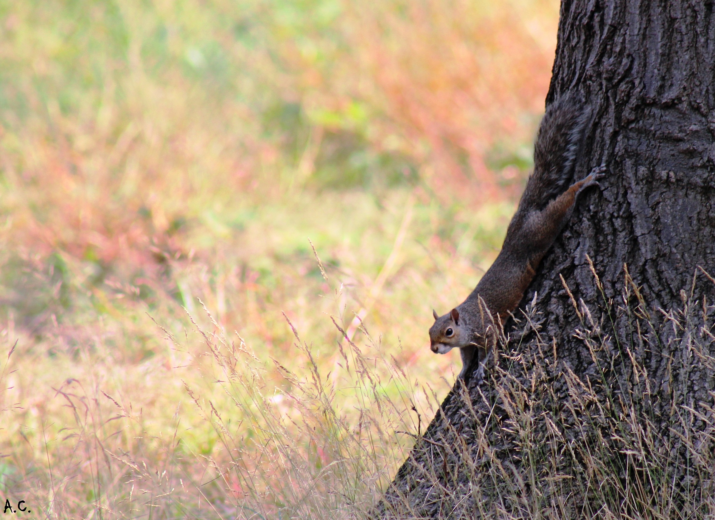 Gray Squirrel (Sciurus griseus) trunk