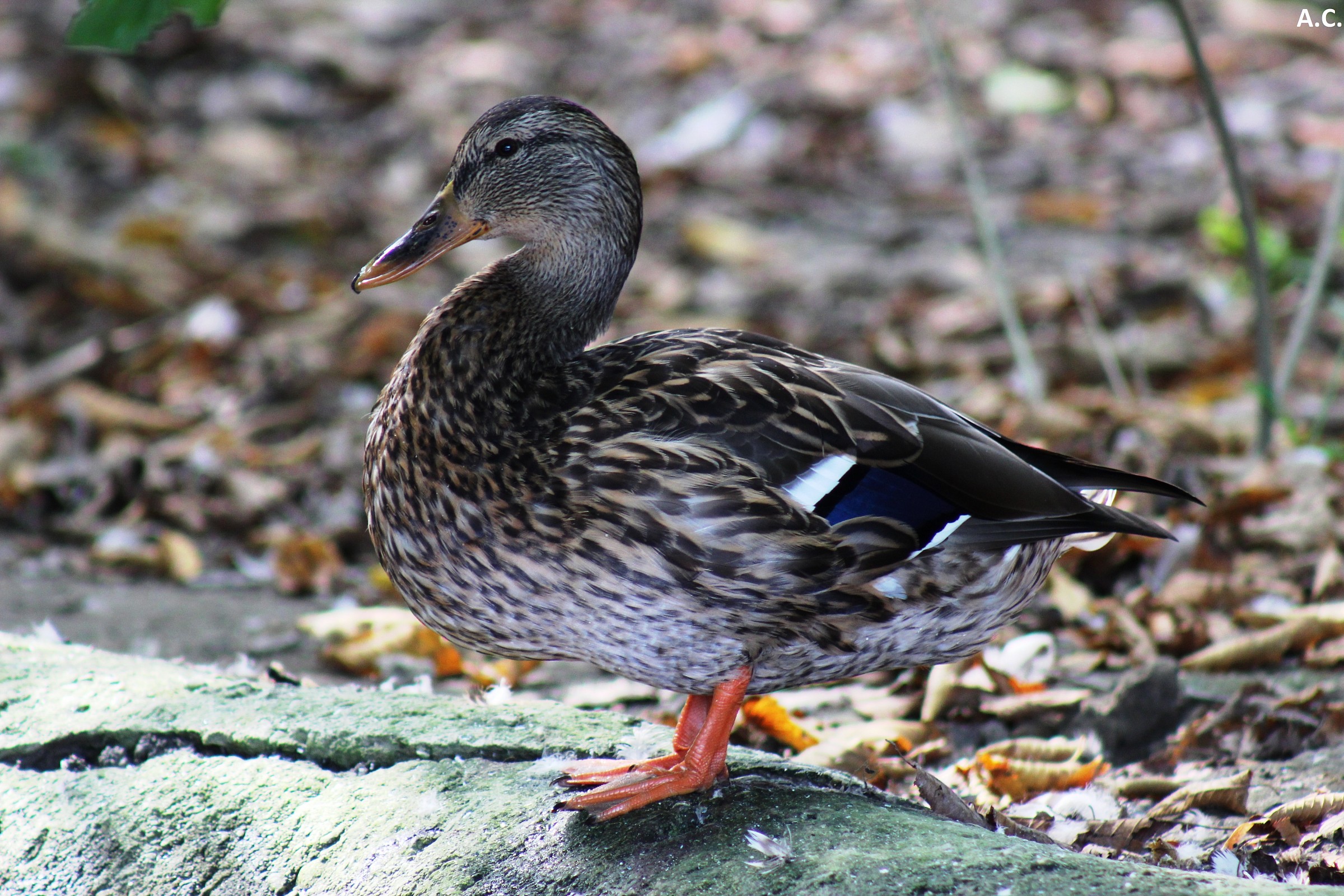 Germano Reale femmina (Anas platyrhynchos)