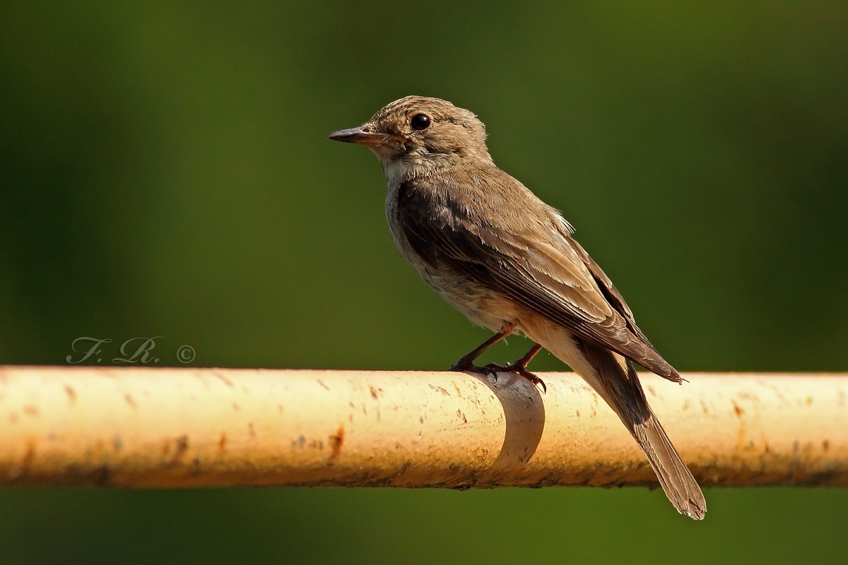 Catches for the c ..