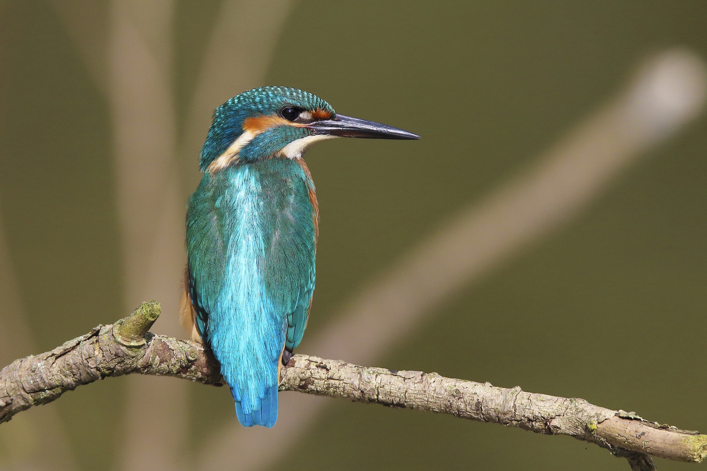 first photos with Tamron 150-600