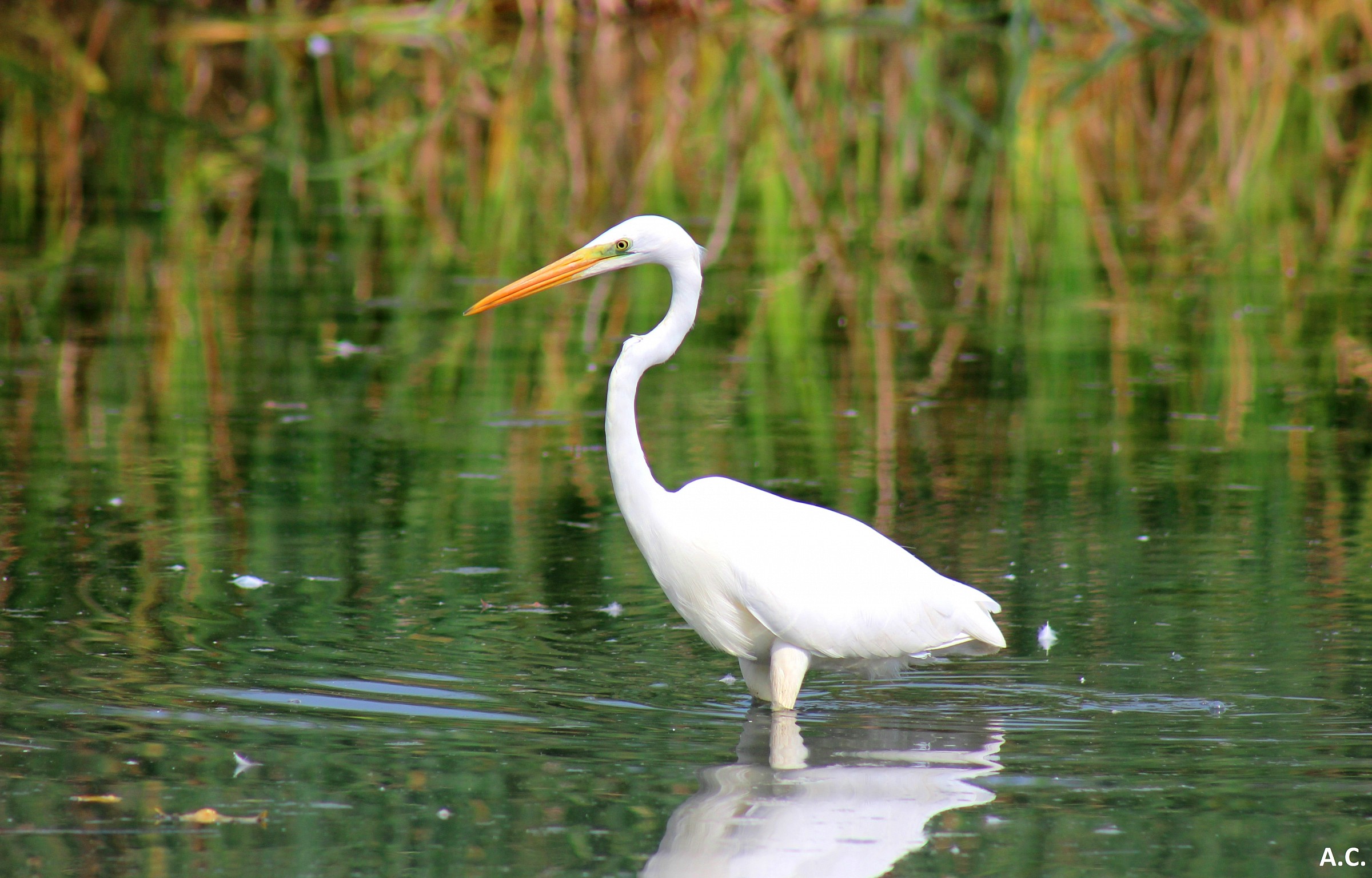 Major White Heron (Egretta alba)