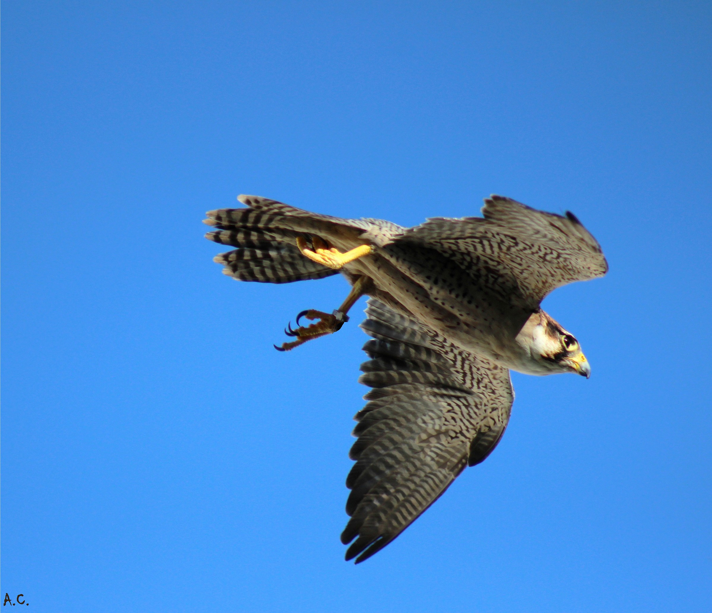 Peregrine Falcon in the sacred