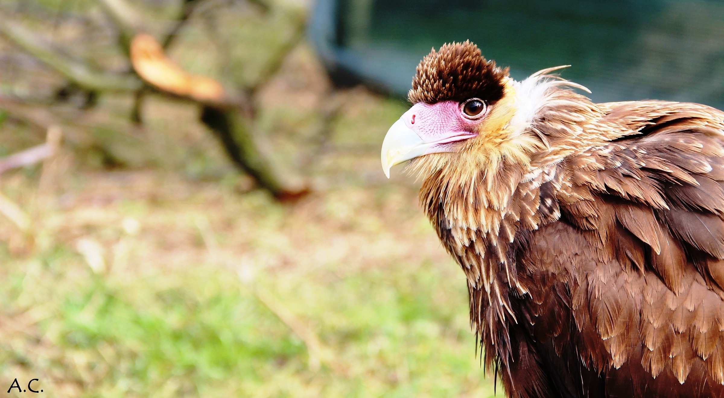 Crested Caracara (Caracara cheriway)