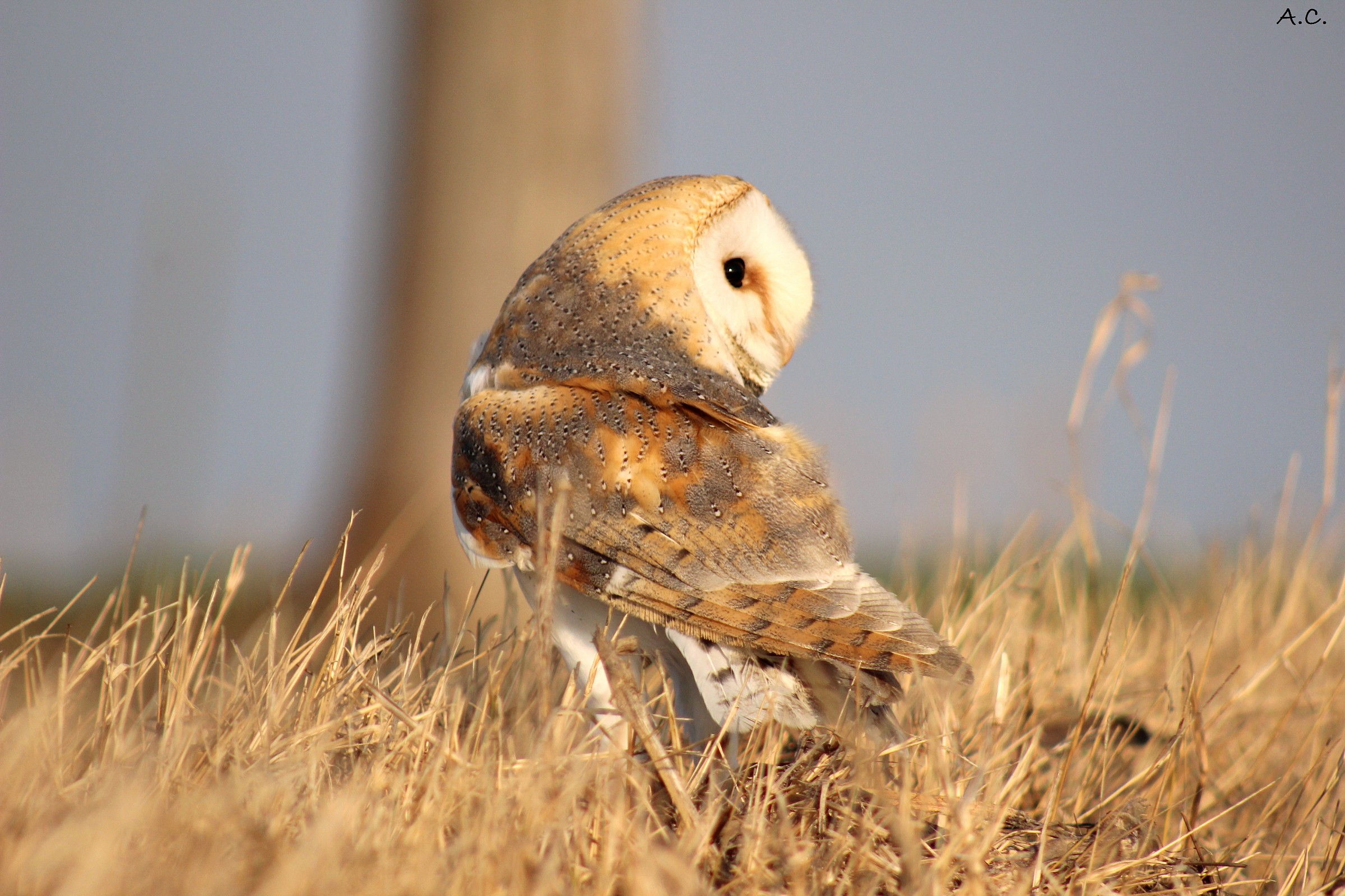 Arthur - Barn Owl (Tyto alba)