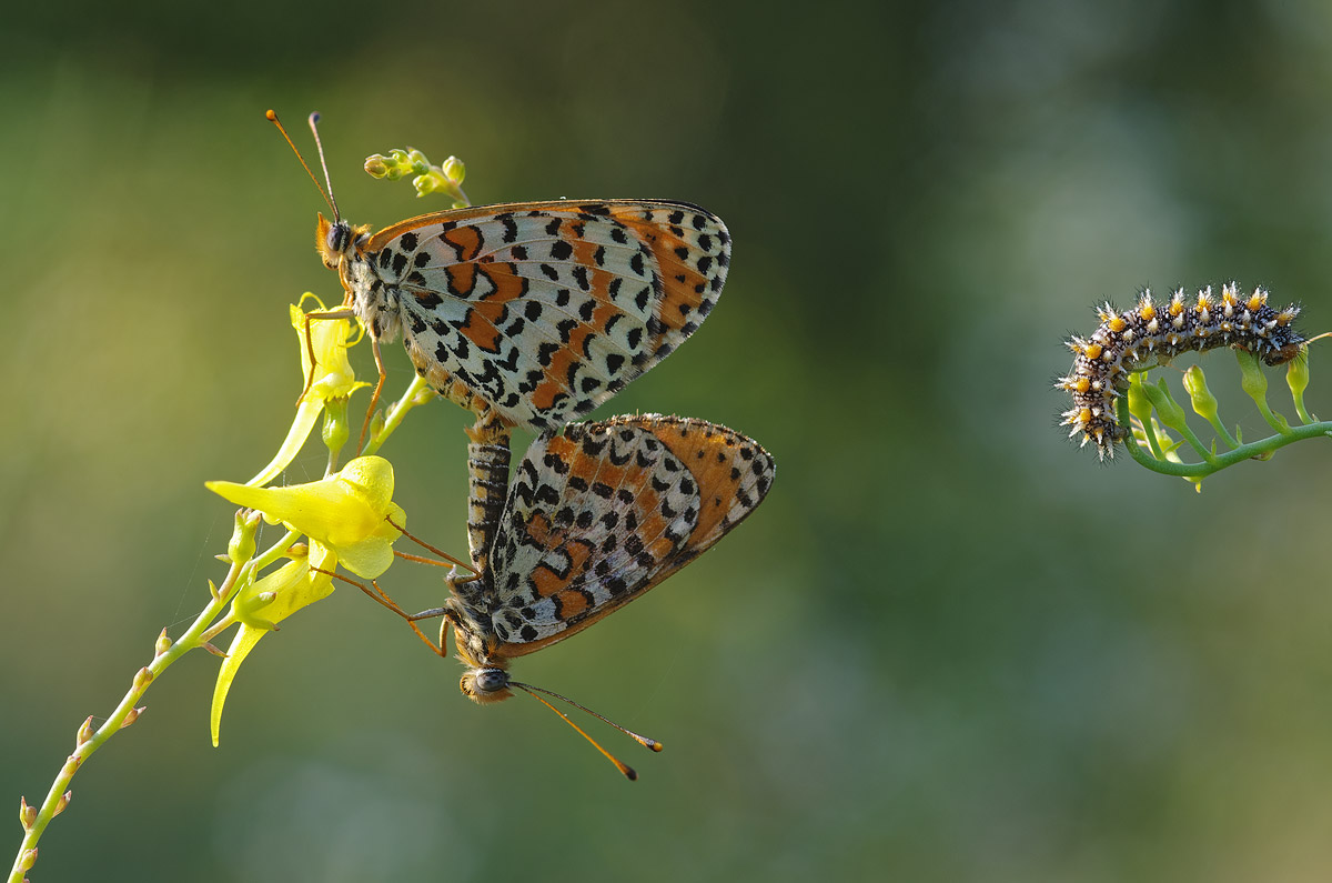 One day I'll be as good as you!