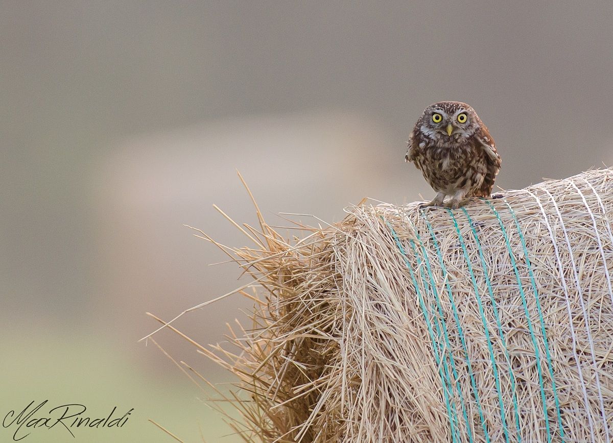 Surprise on the sheaf