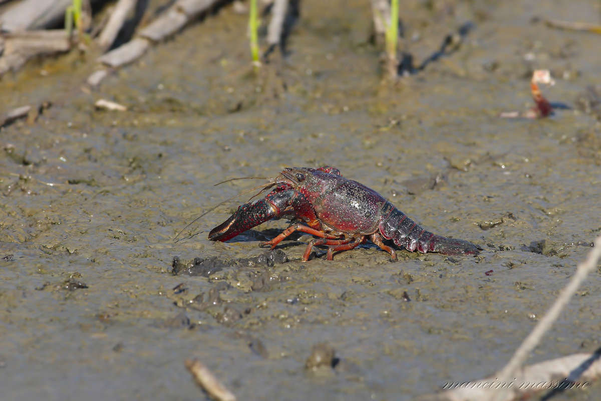 crayfish