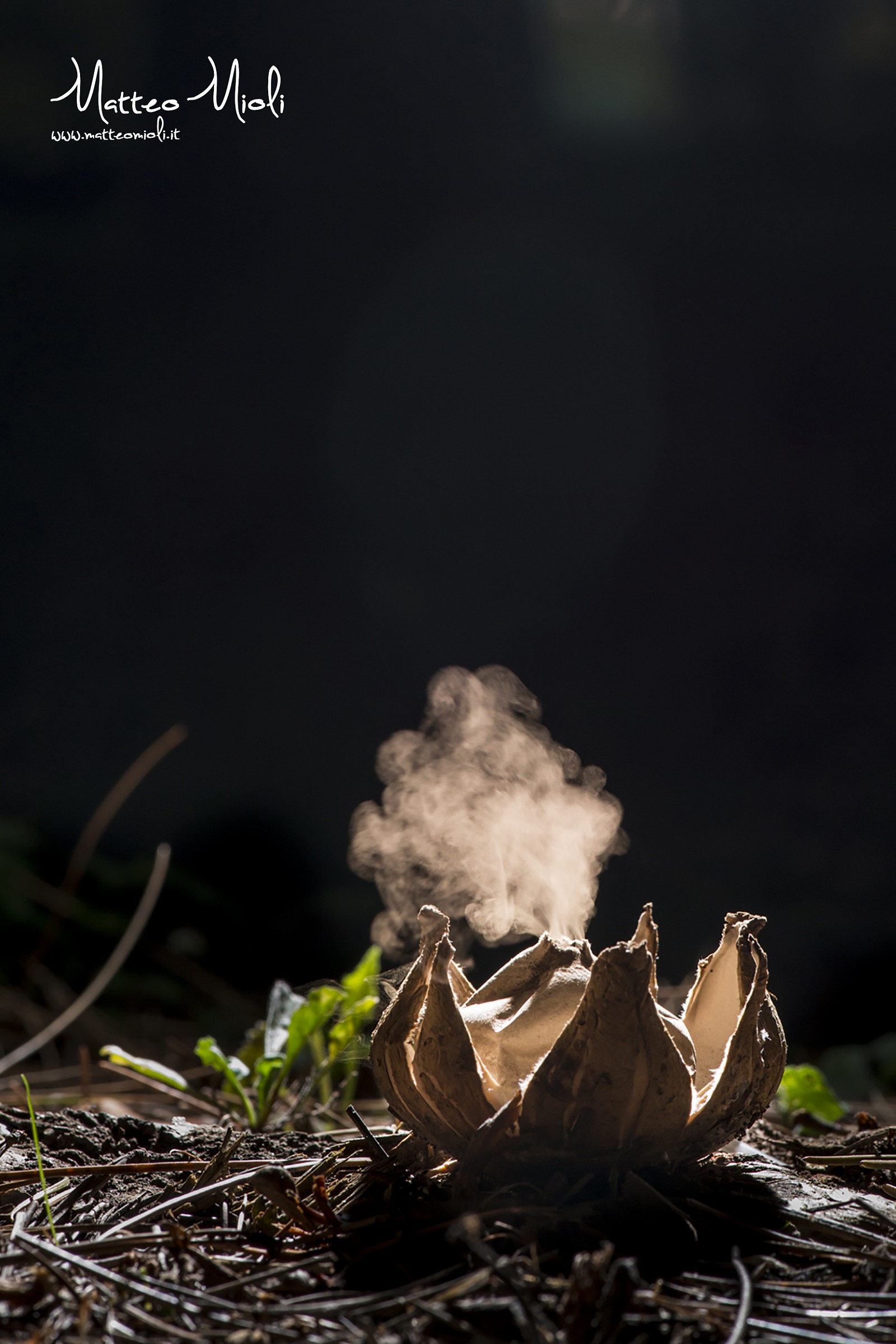 Explosion of a Geastrum triplex