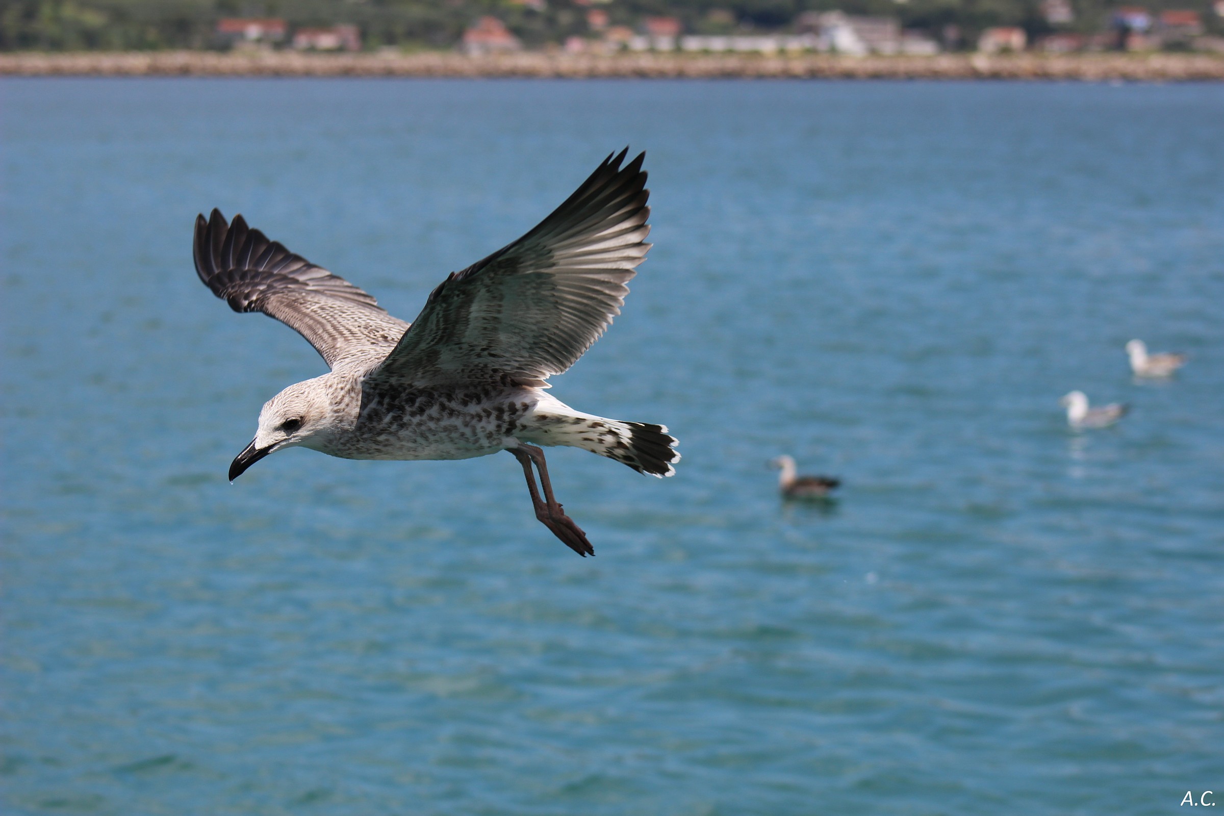 Gull (Larus ridibundus)