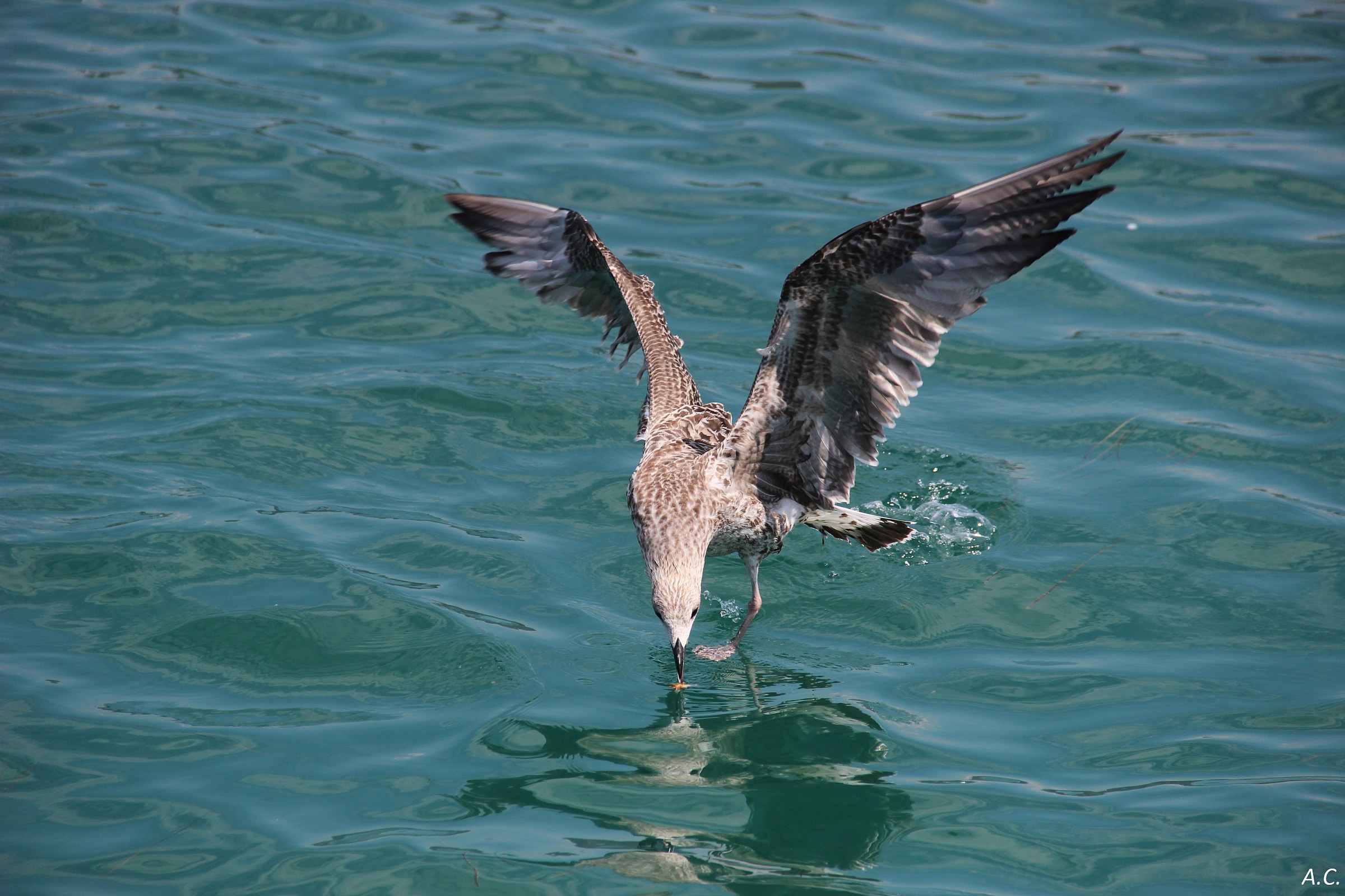 Gull (Larus ridibundus) - lunch