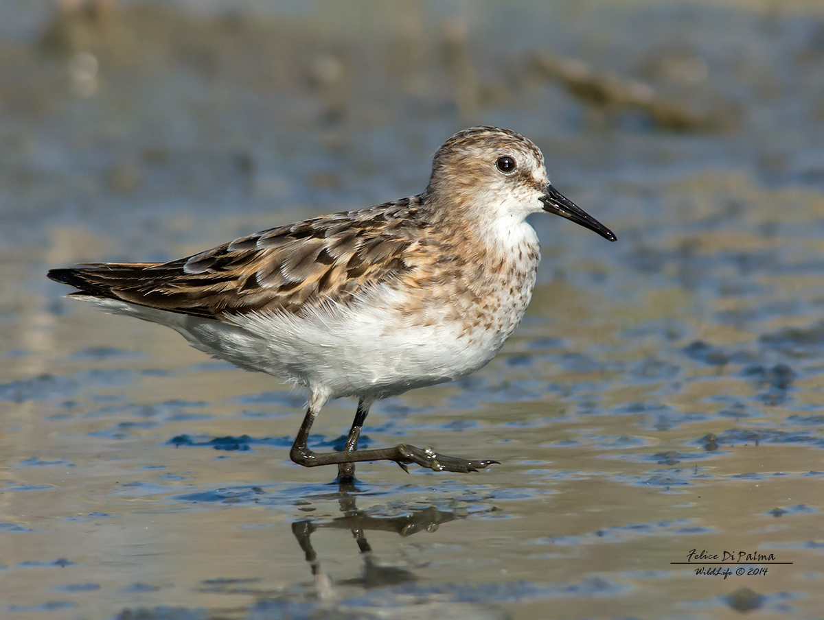 Little Stint
