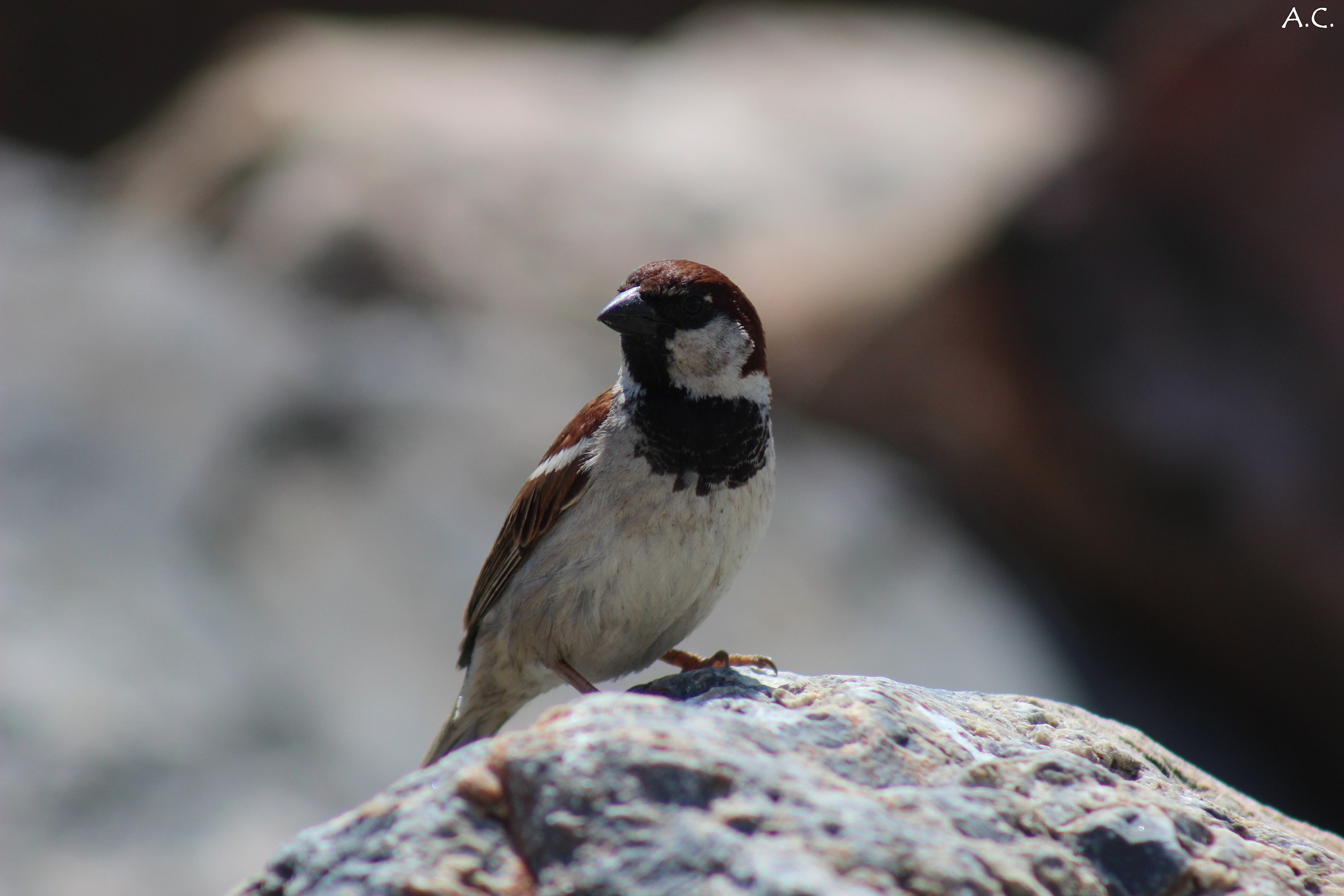 House Sparrow (Passer domesticus)