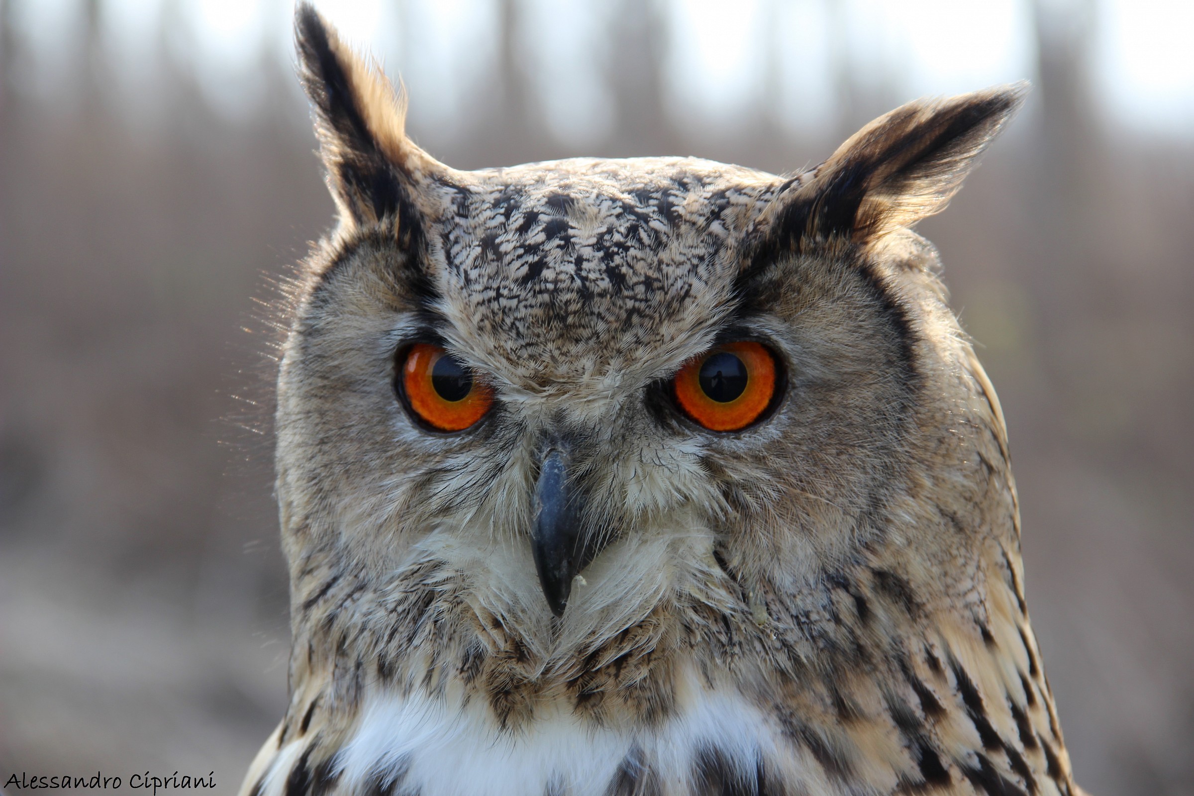 Eagle Owl (Bubo bubo)