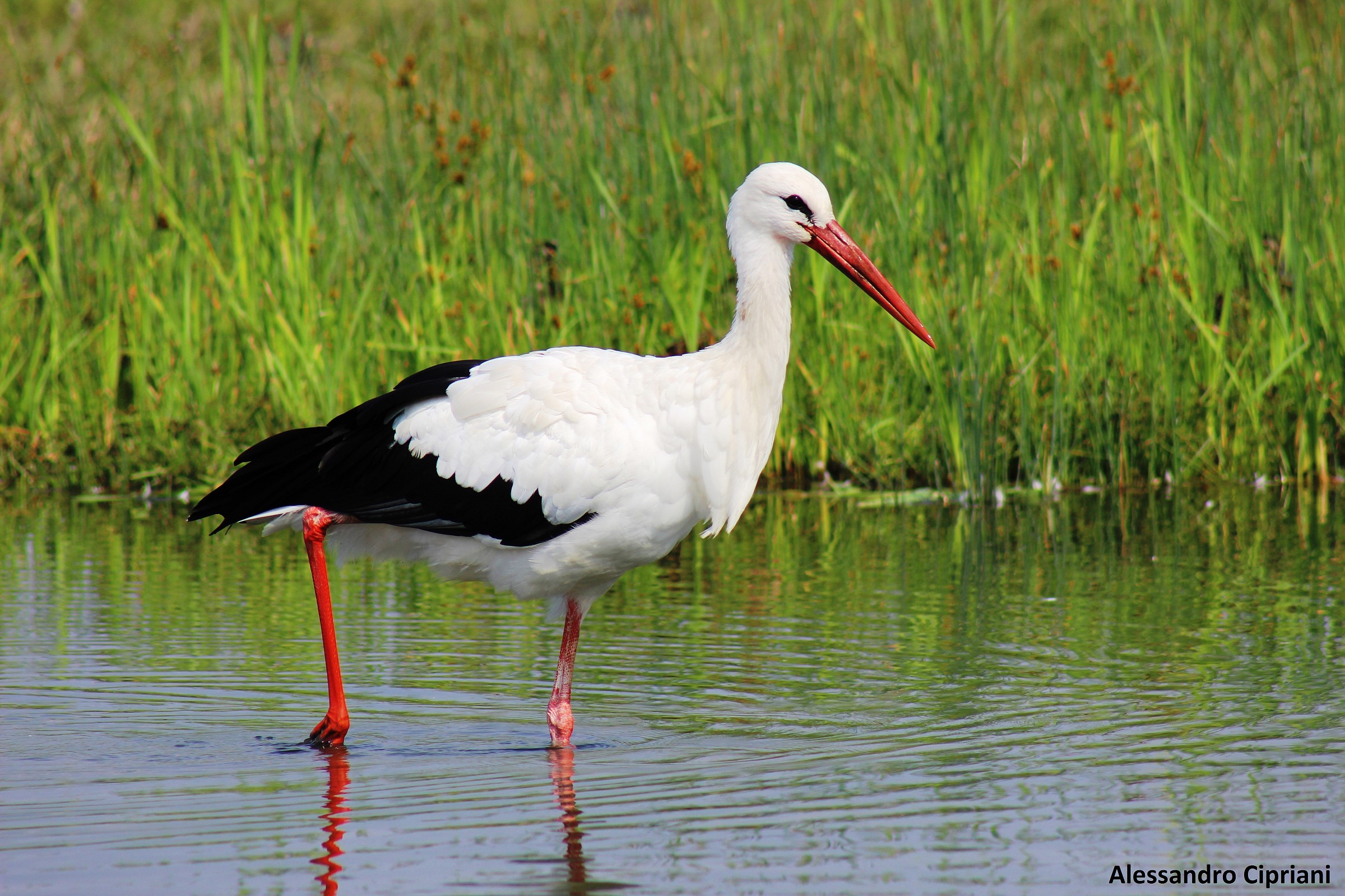 White Stork (Ciconia ciconia)