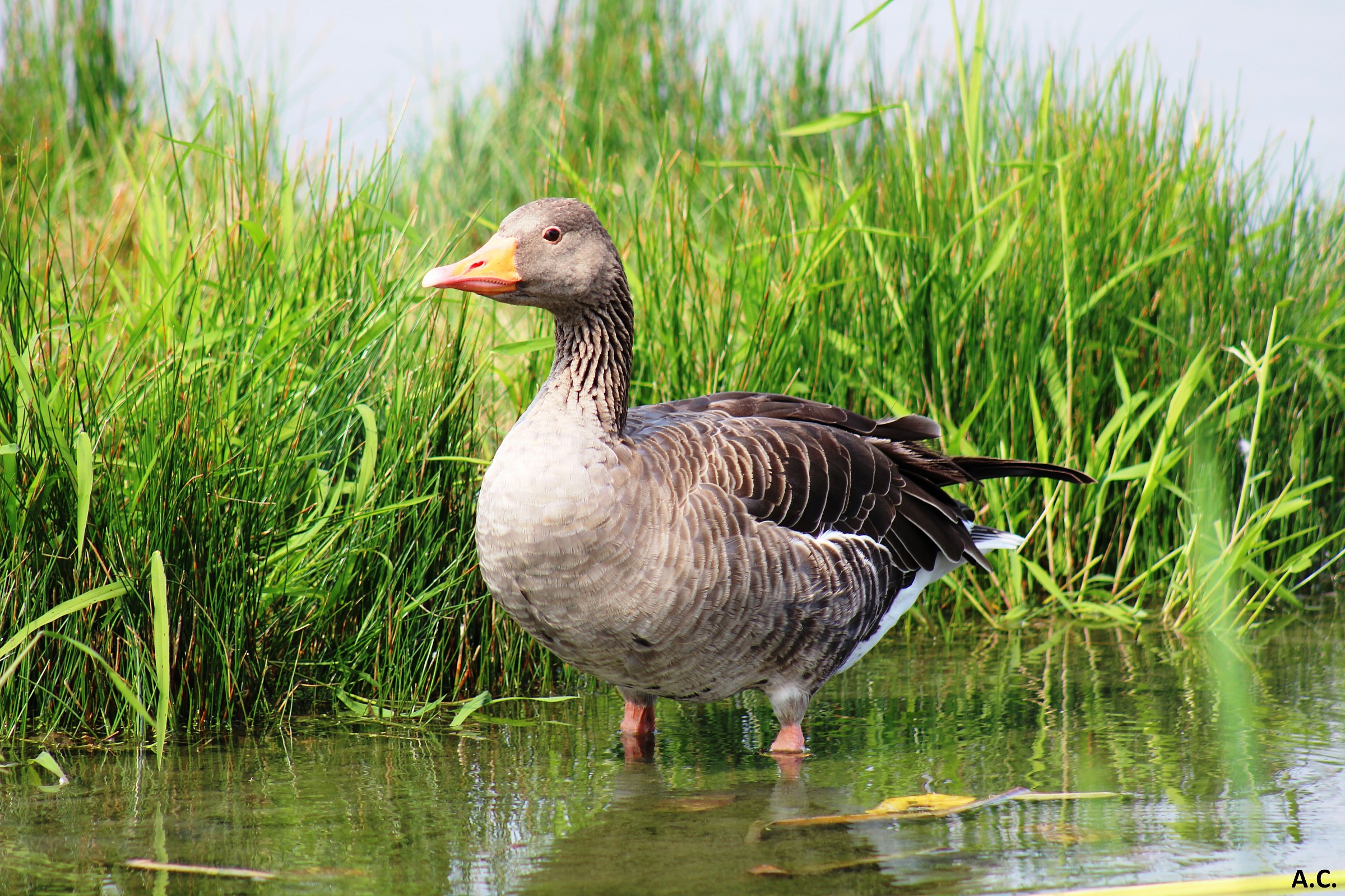 Wild Goose (Anser anser)