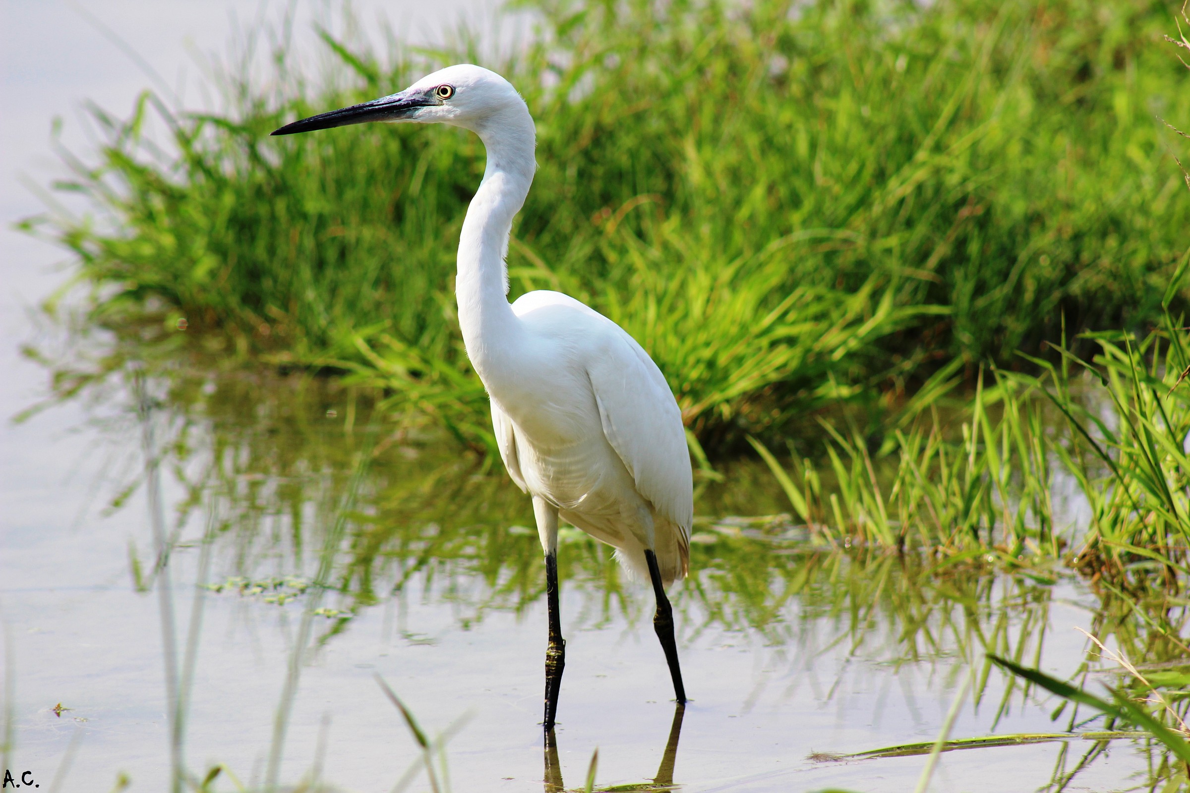 Little Egret (Egretta Egret)