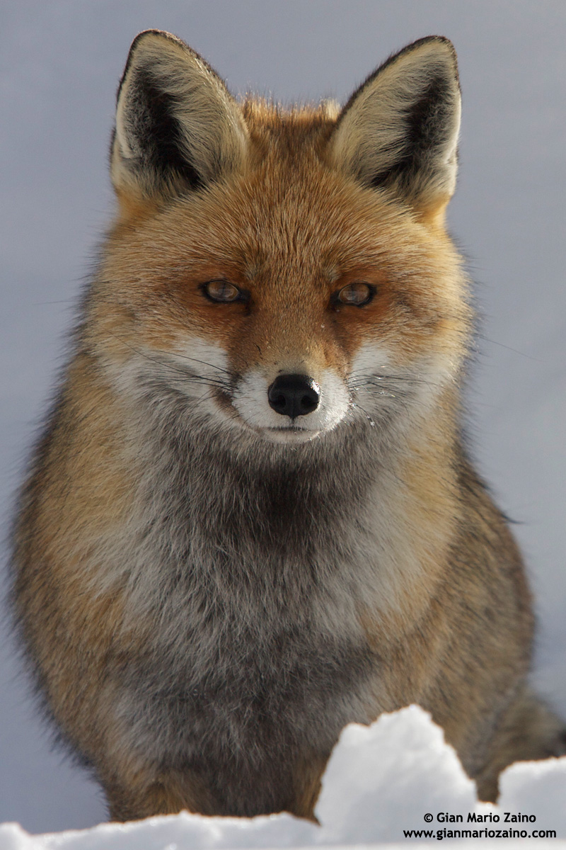 Vulpes vulpes / Fox / Fox Red / Renard roux