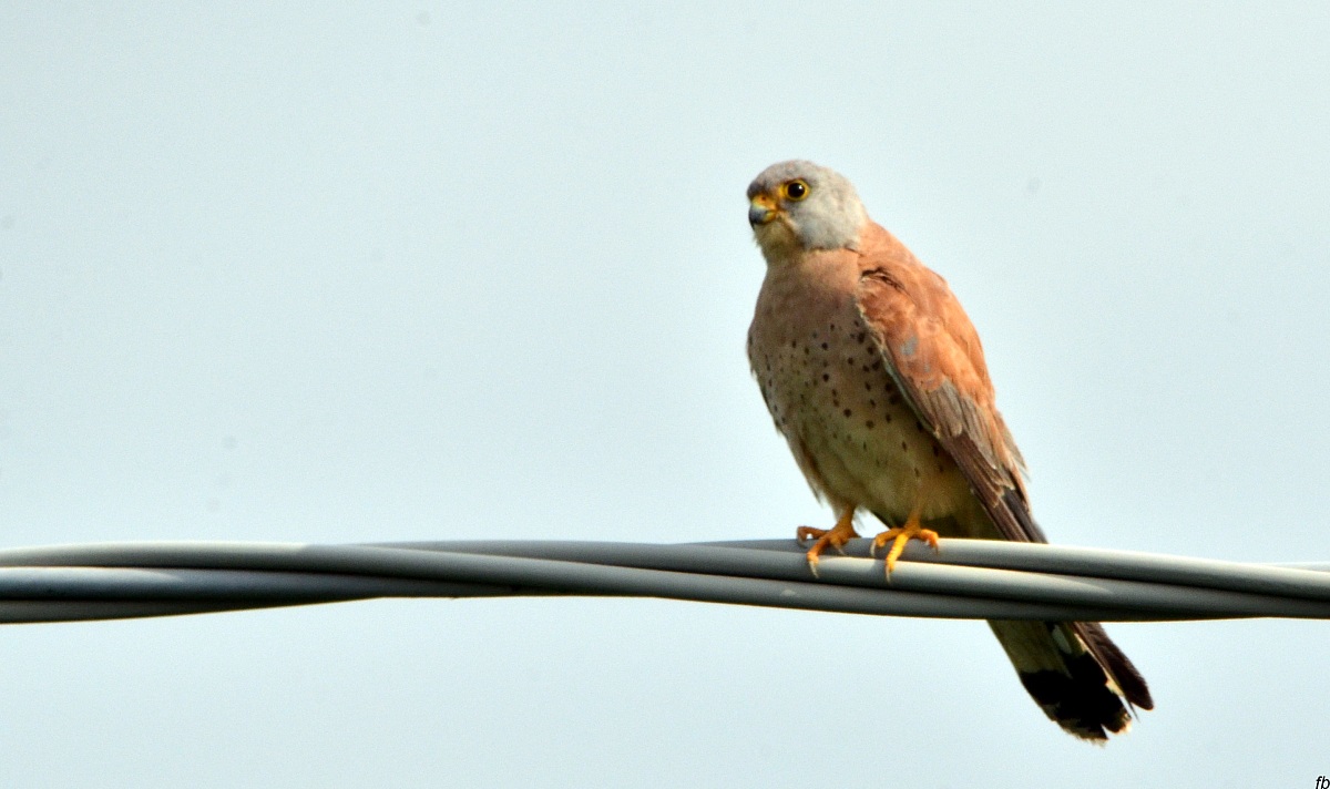 il grillaio (maschio)