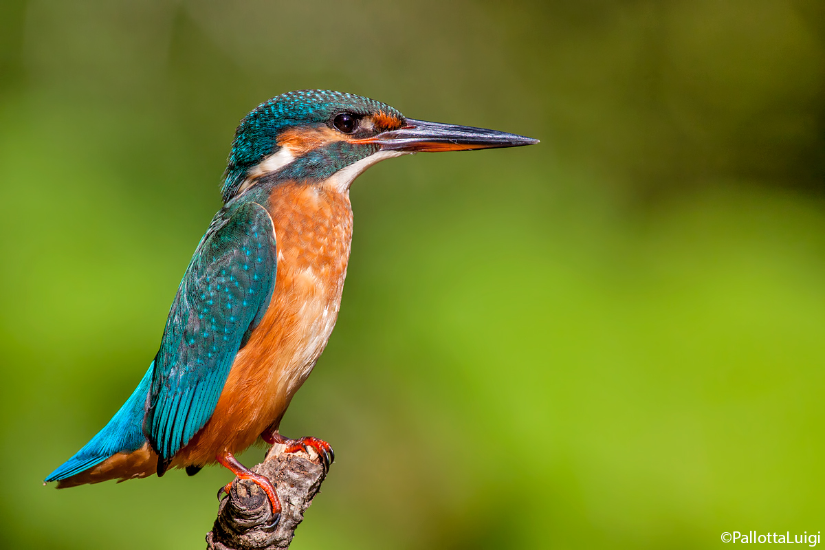 Martin pescatore (Alcedo atthis)