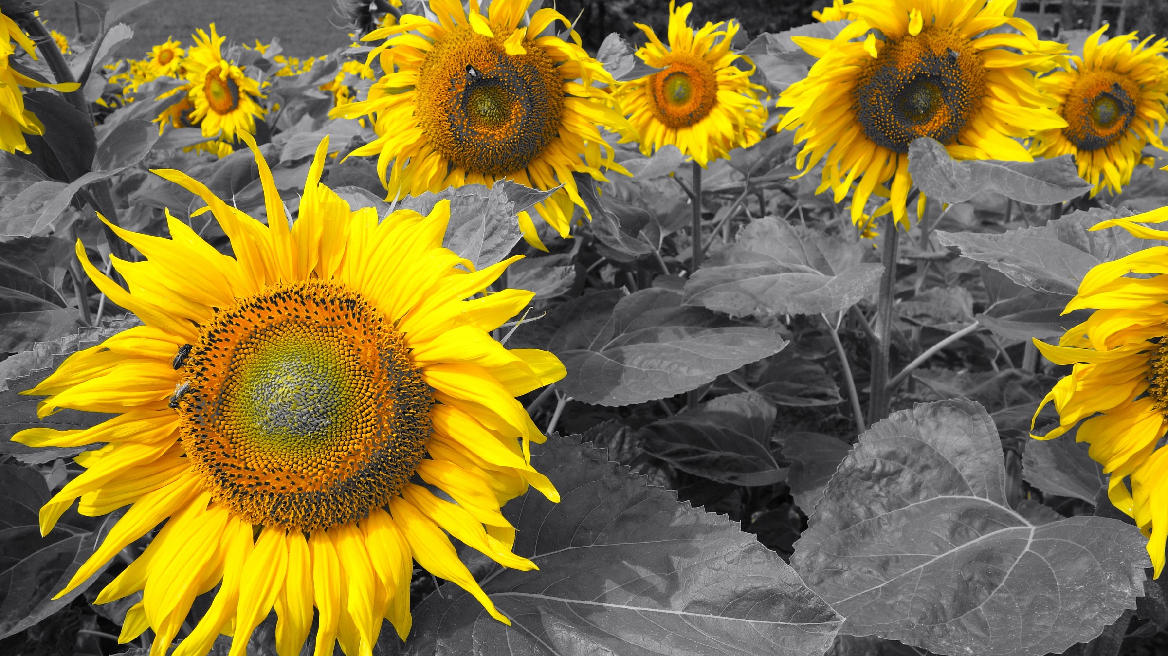 sunflowers