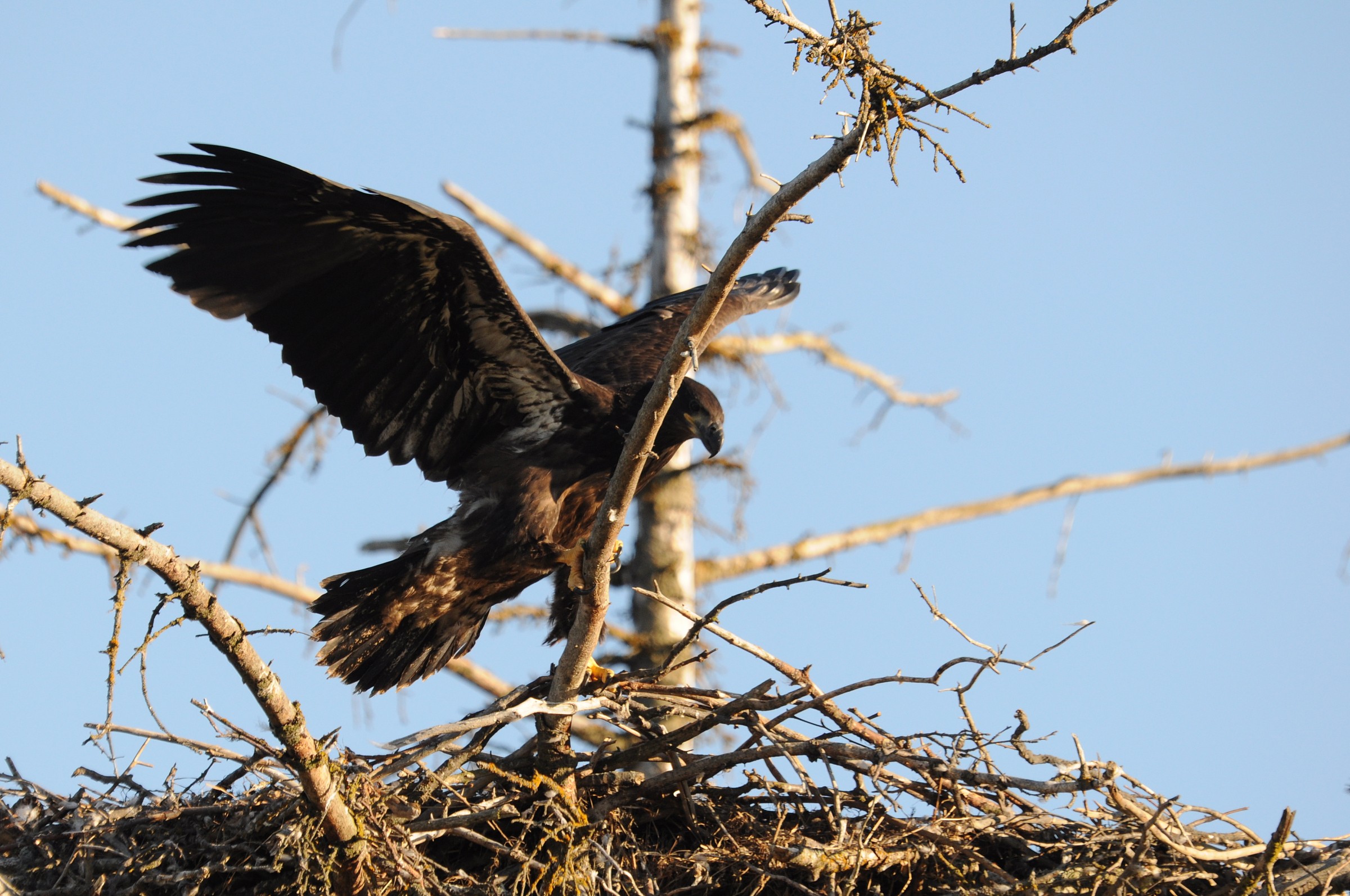 Aquila dalla testa bianca