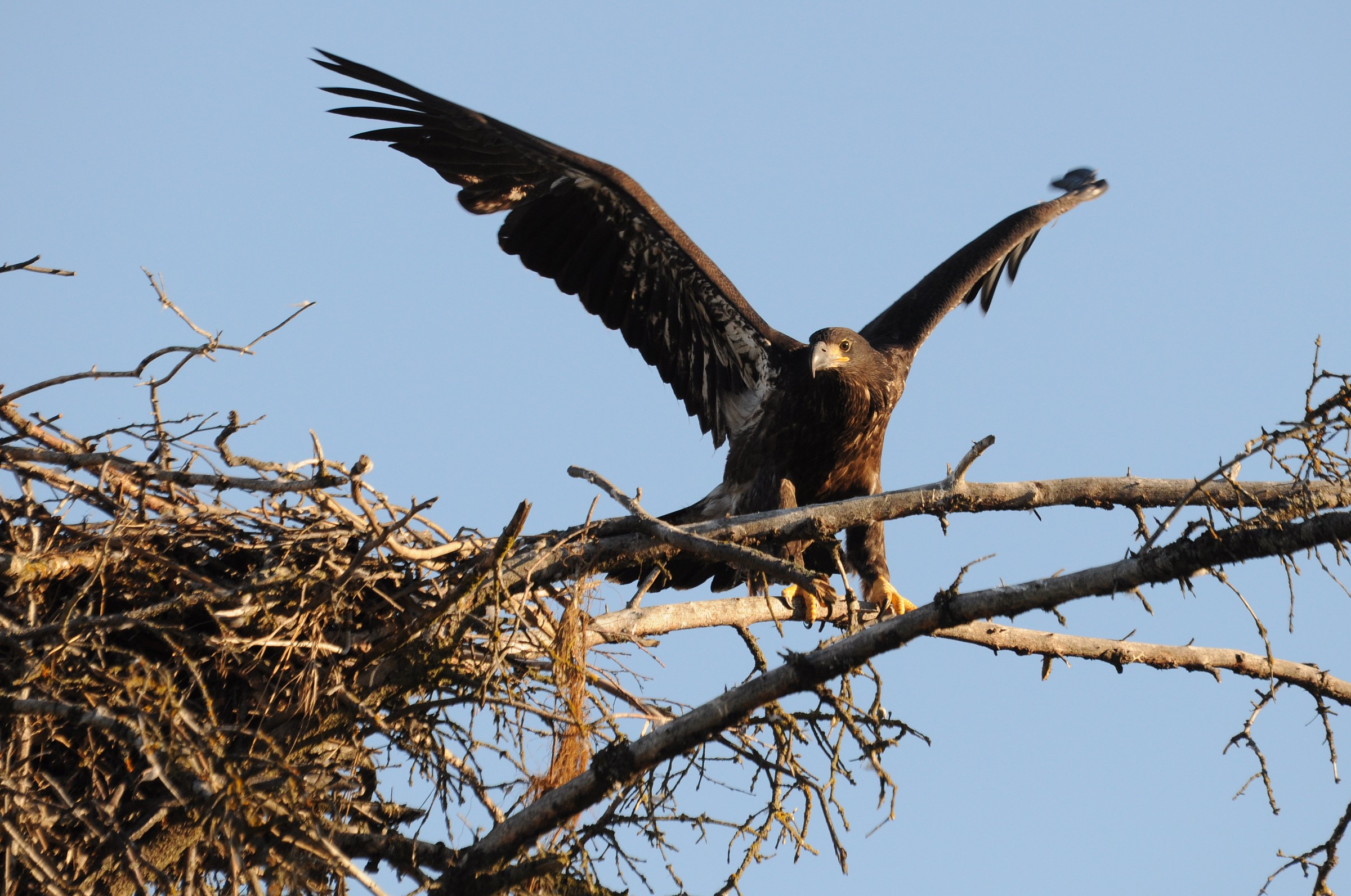 Aquila dalla testa bianca
