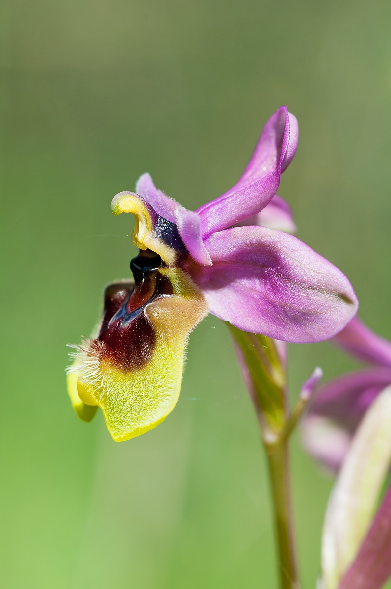 Ophrys tenthredinifera