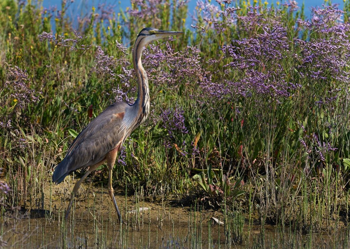 Purple Heron among the flowers