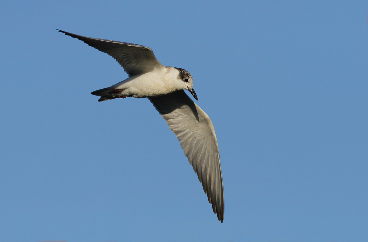 Whiskered Tern