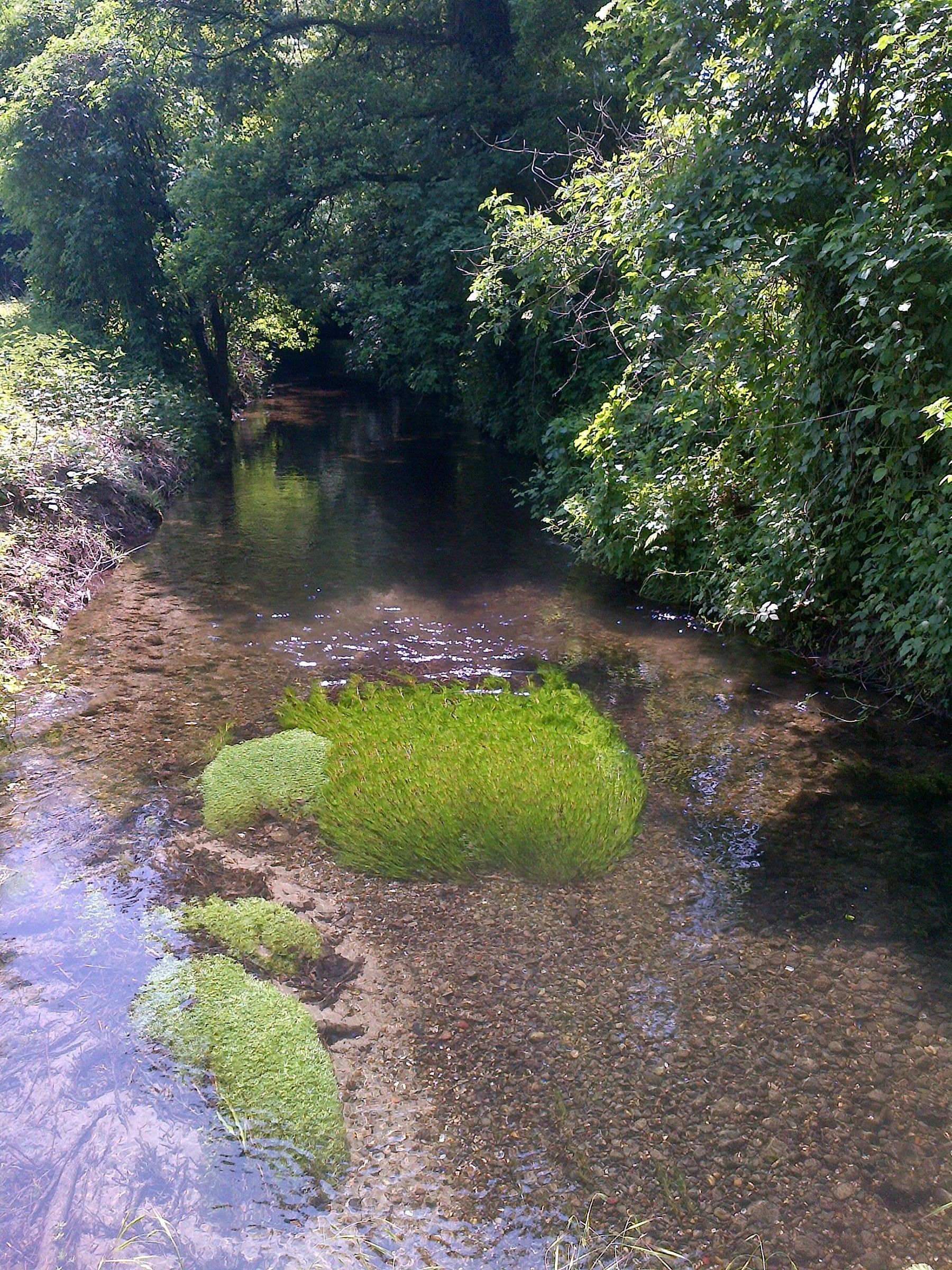 Spring water. I love the play of transparency