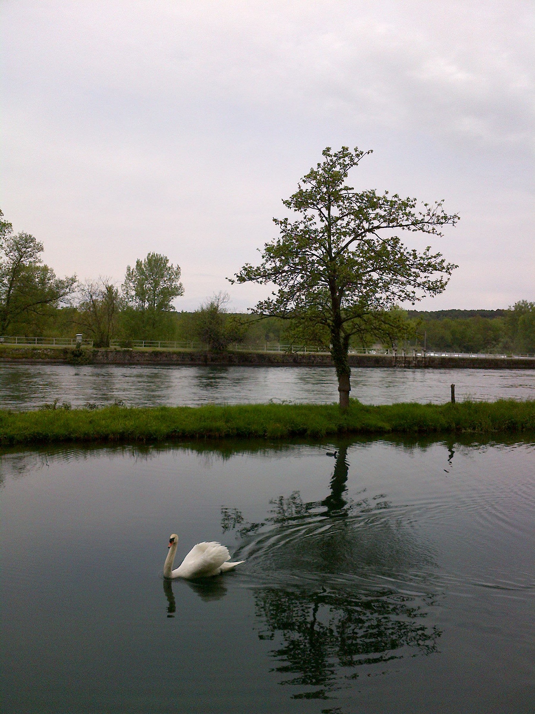 a member of the royal family: the swan