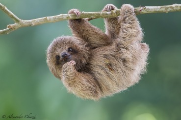 Bradypus tridactylus