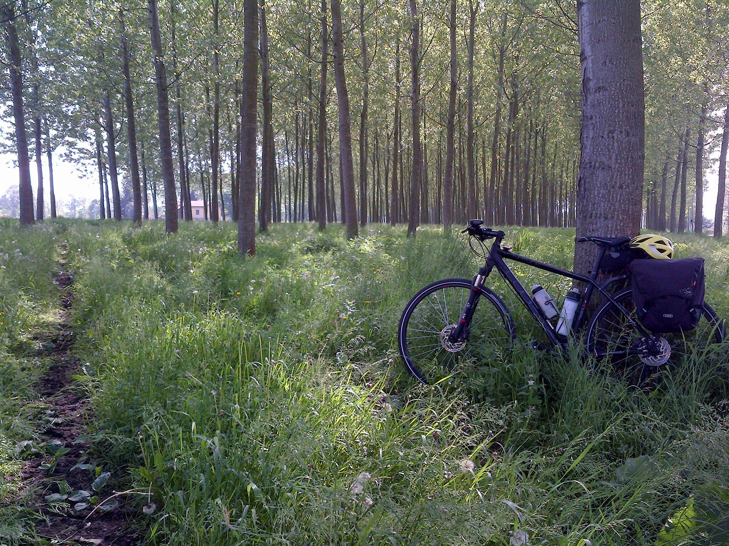 a poplar grove can 'become magical bike