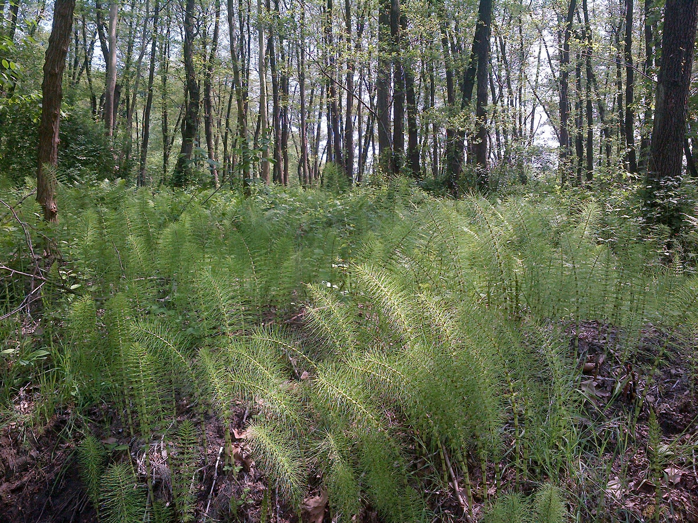 ancient plants: the 'horsetail