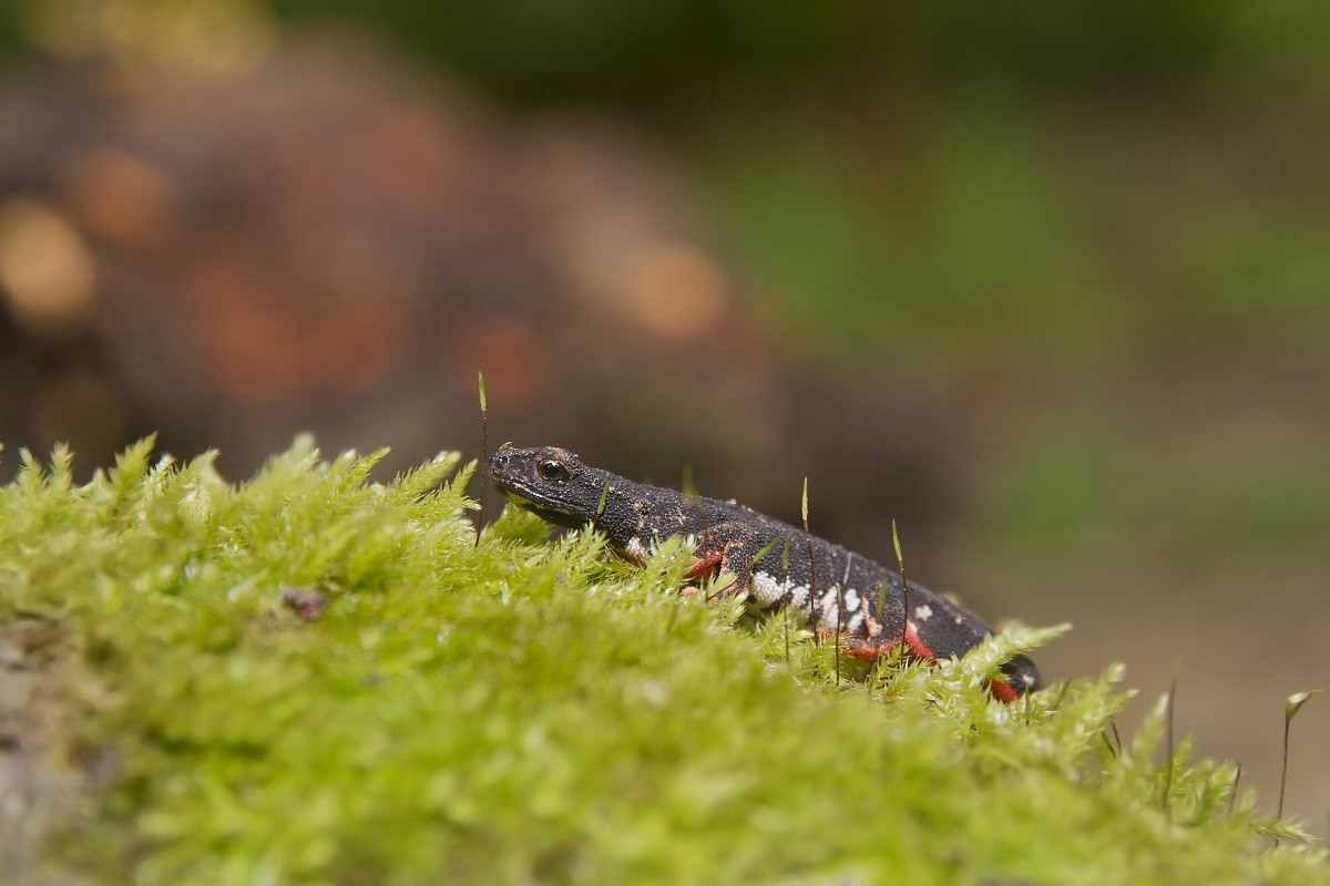 Salamandrina dagli Occhiali - Spectacled Salamander
