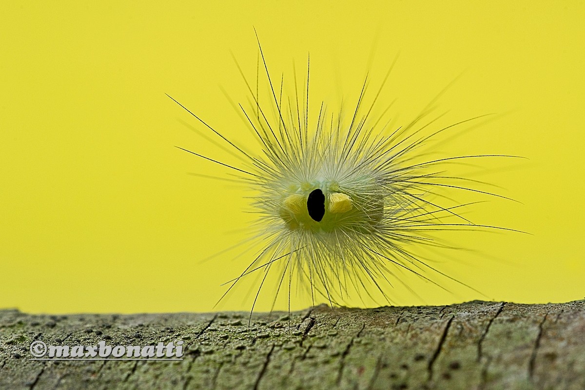 Caterpillar unidentified