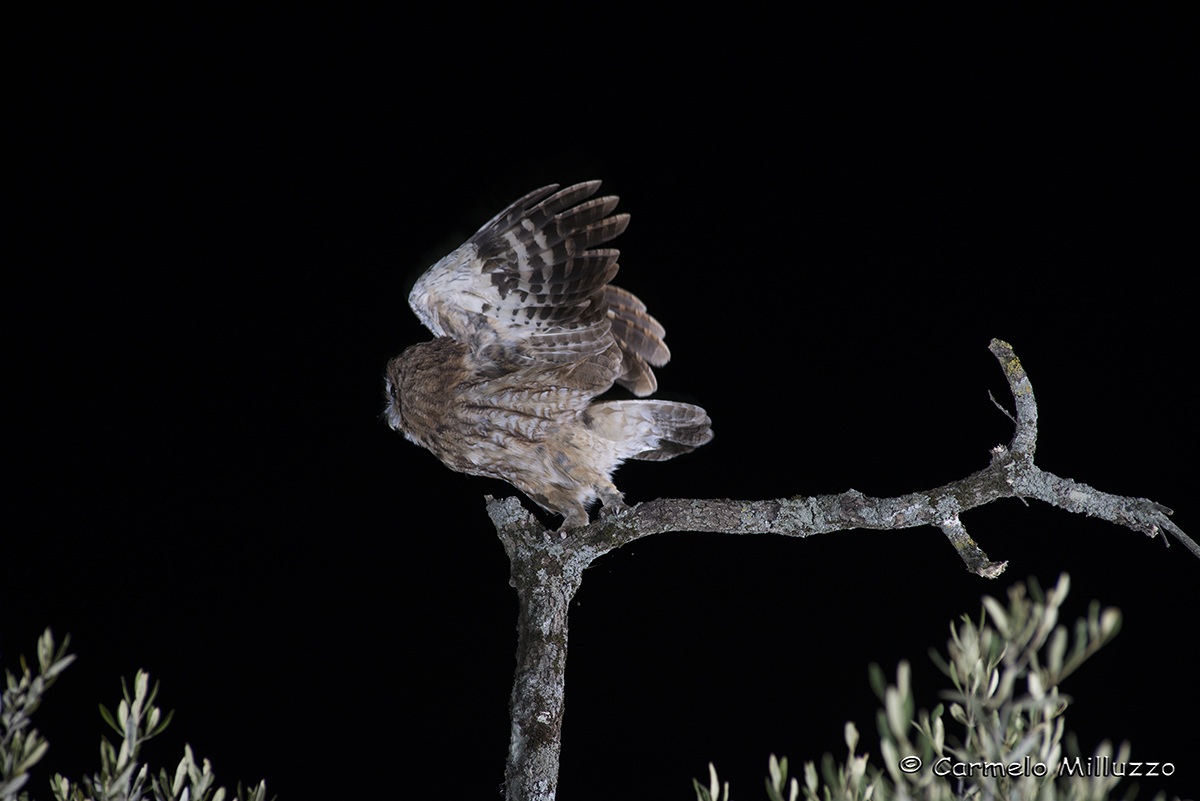 Almost .... almost leading the flight - Strix aluco -