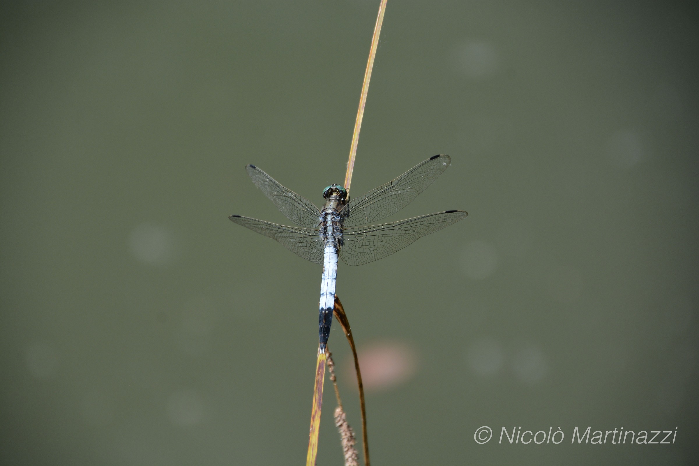 libellula