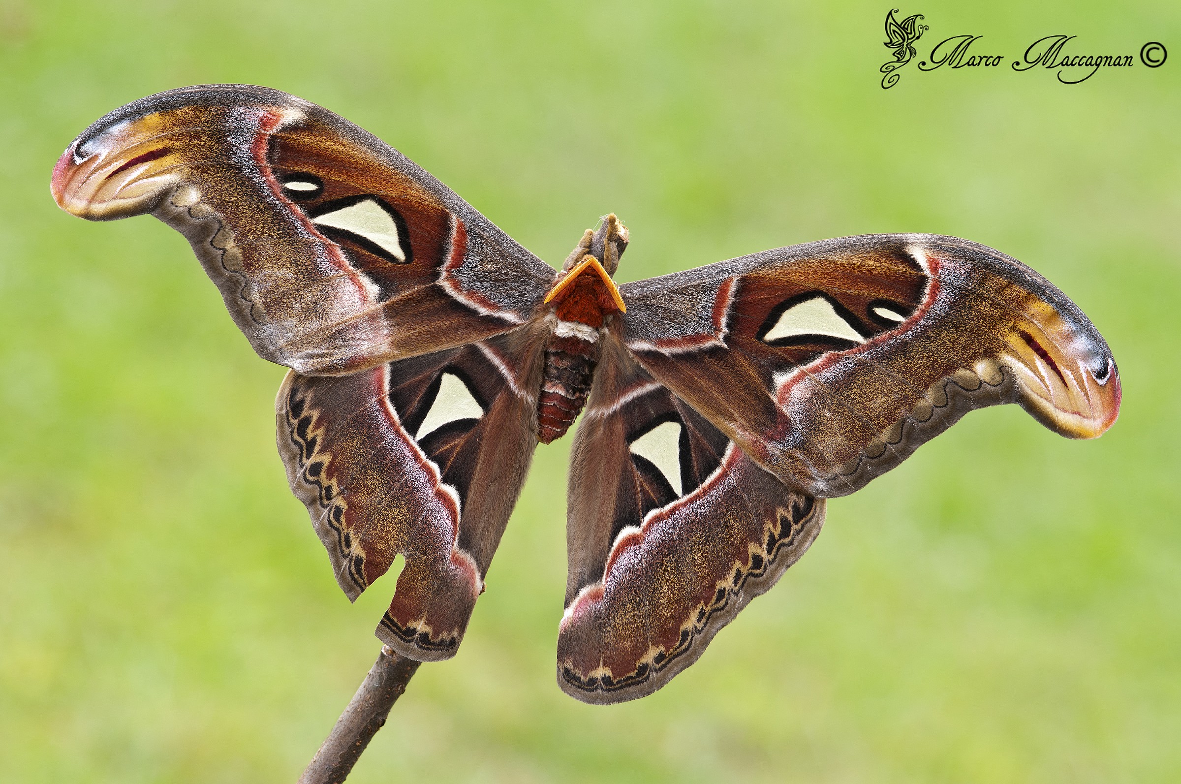 Attacus Atlas
