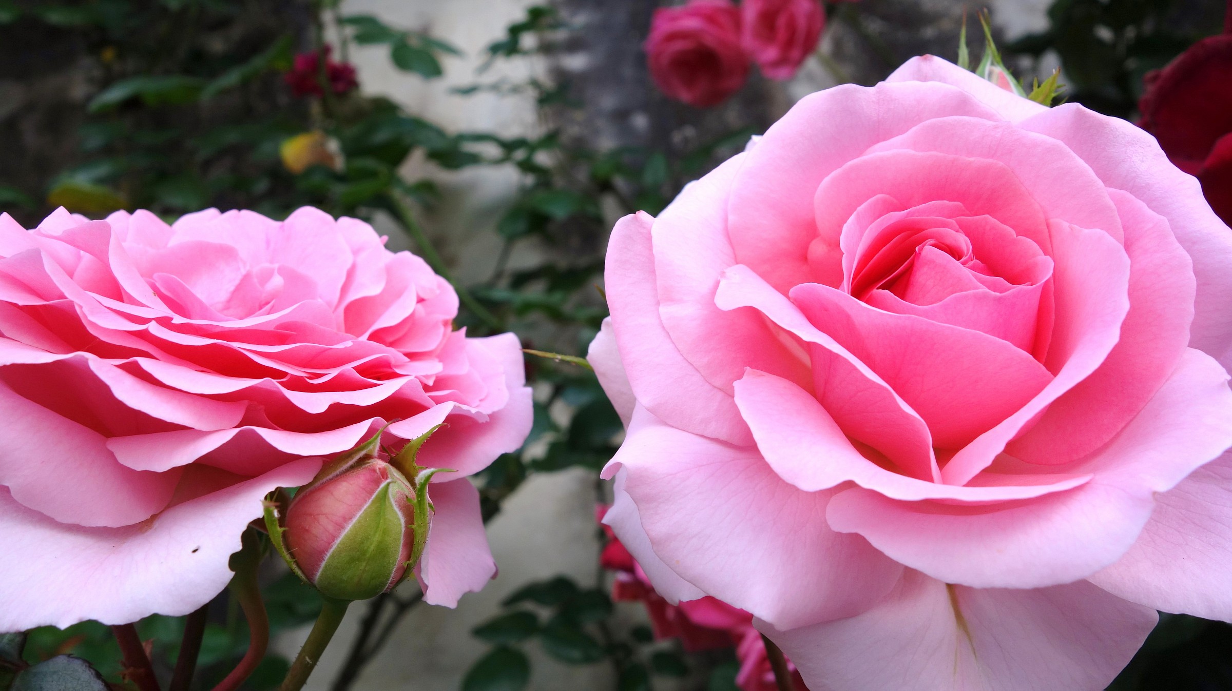 rose del mio giardino