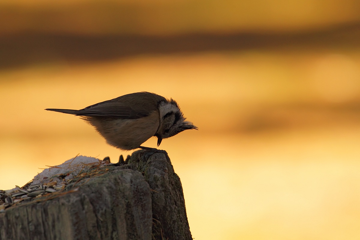 Preghiera della sera