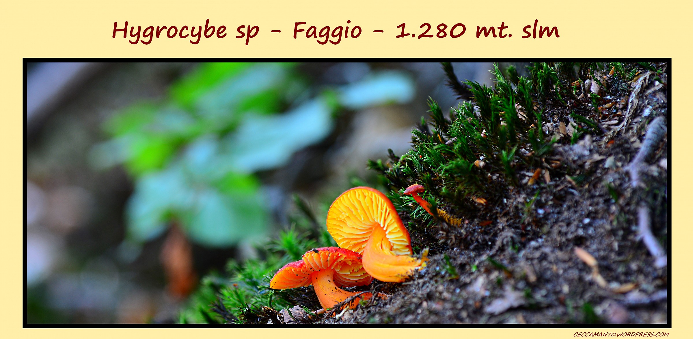 Hygrocybe sp